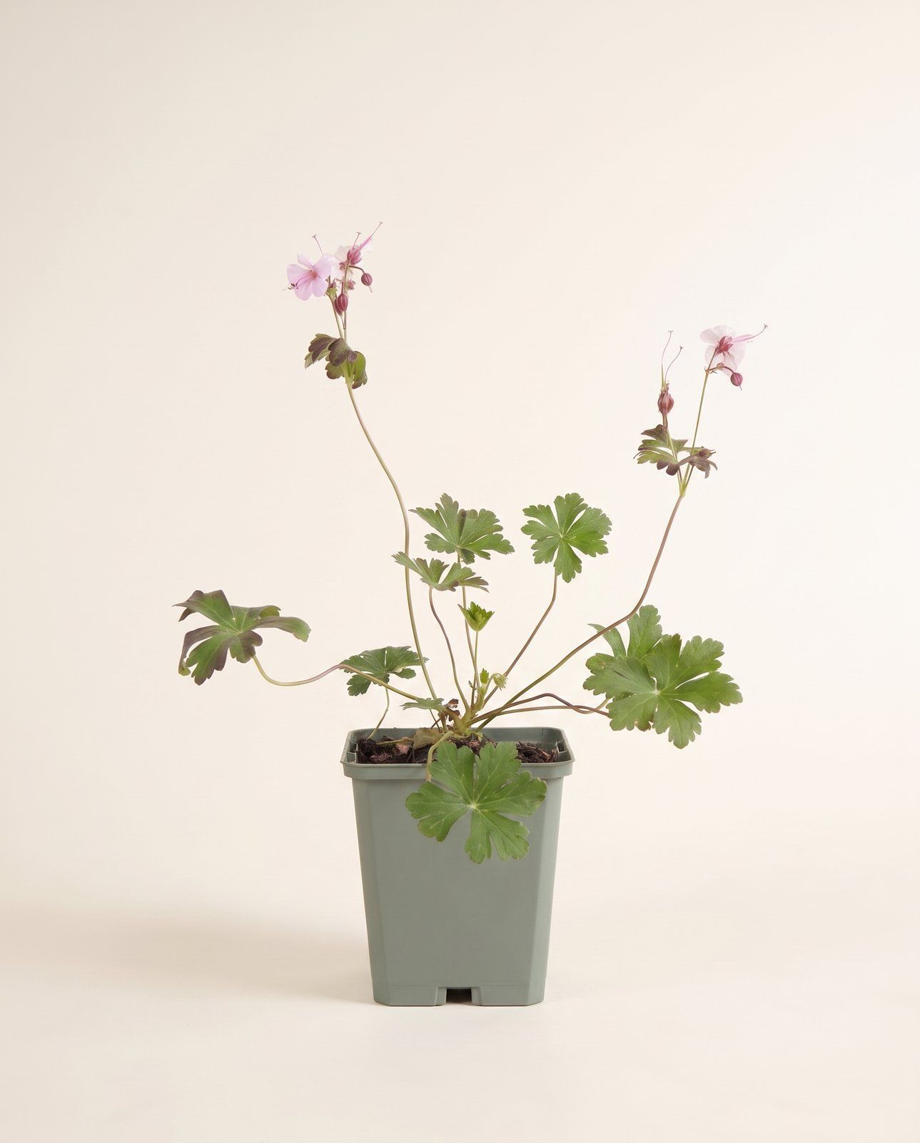 Geranium Storchschnabel Biokovo
