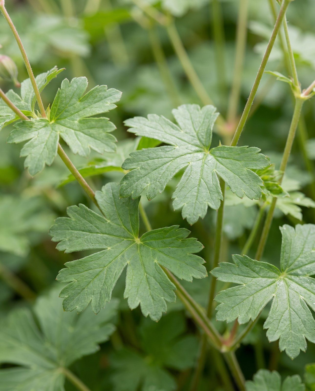 Geranium Storchschnabel Biokovo