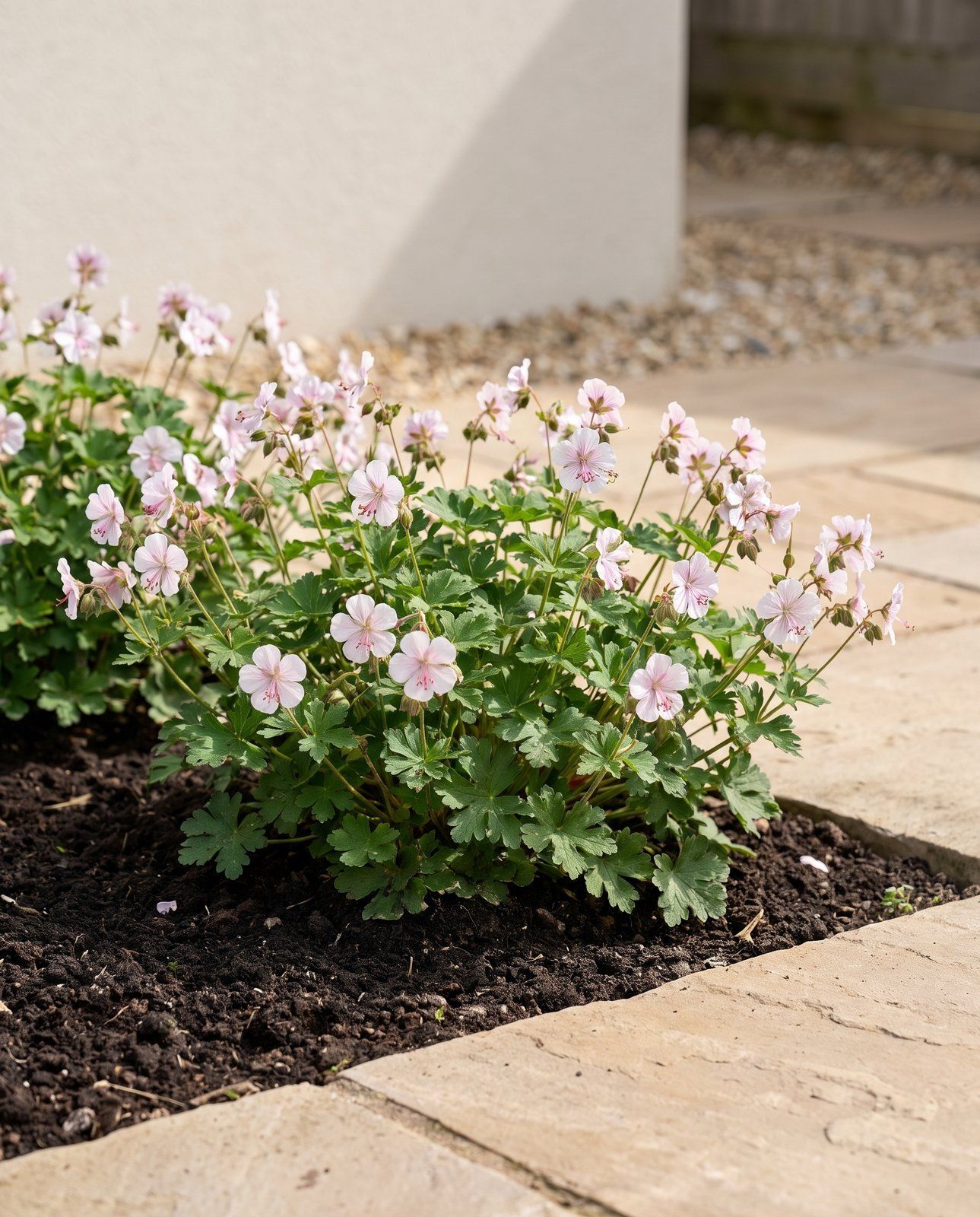 Geranium Storchschnabel Biokovo