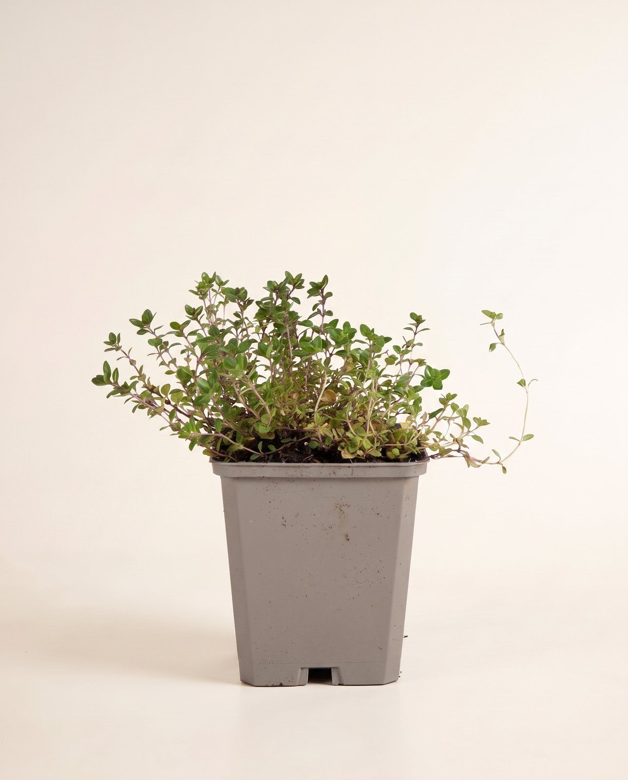 Thymus Thymian Serpyllum