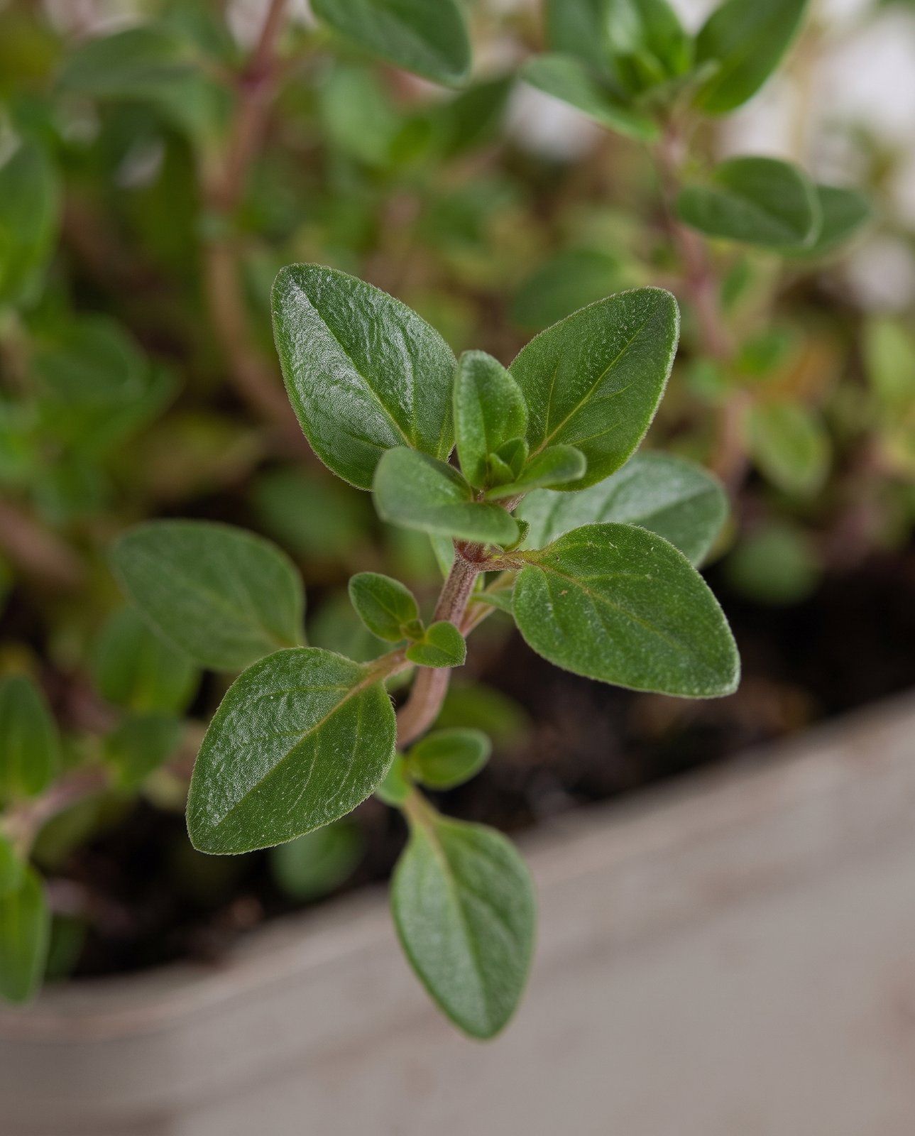 Thymus Thymian Serpyllum