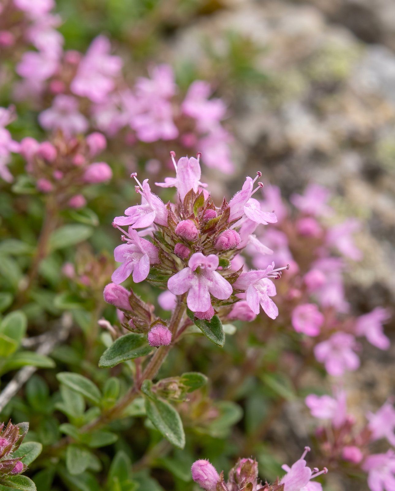 Thymus Thymian Serpyllum