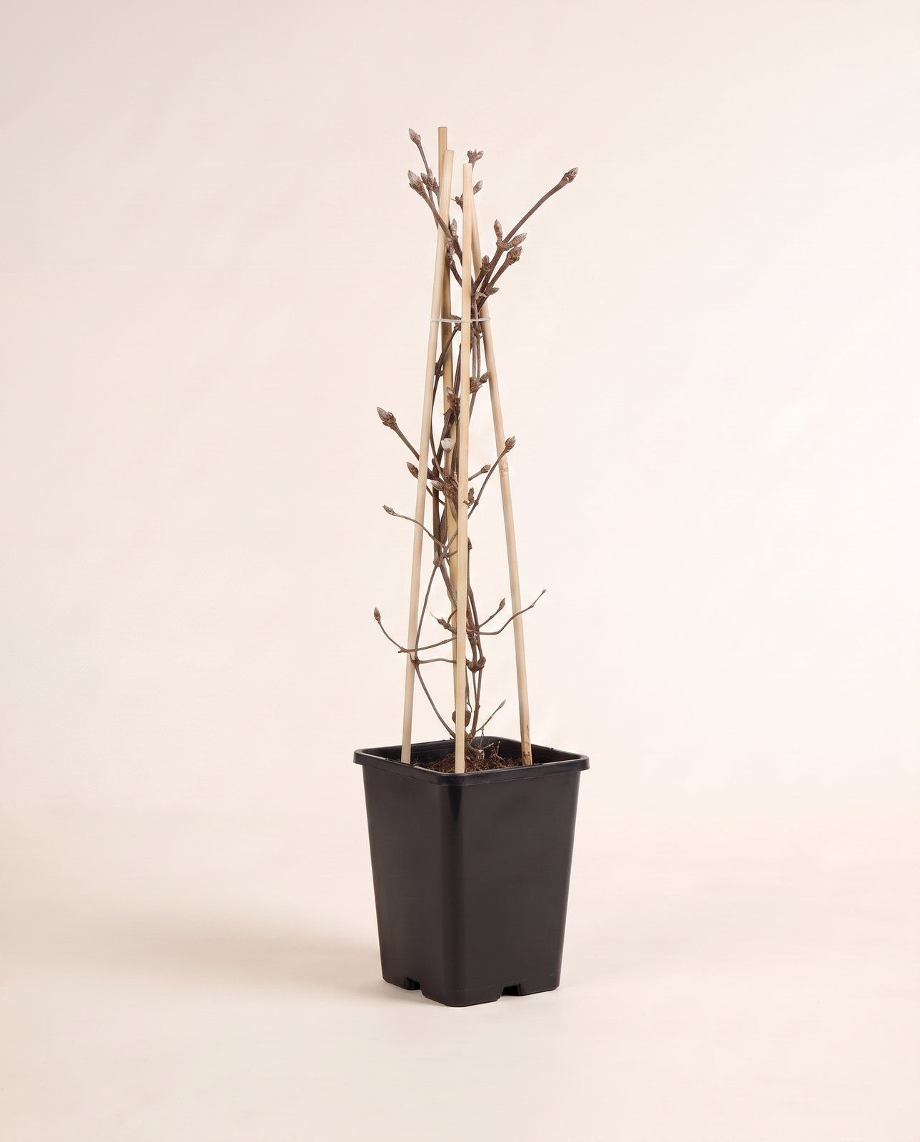 Clematis Clematide The President