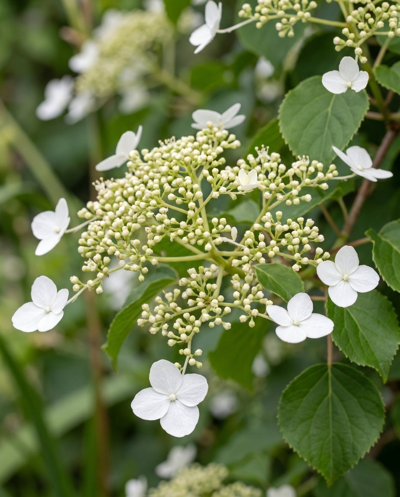 Hydrangea Kletterhortensie Anomala Petiolaris