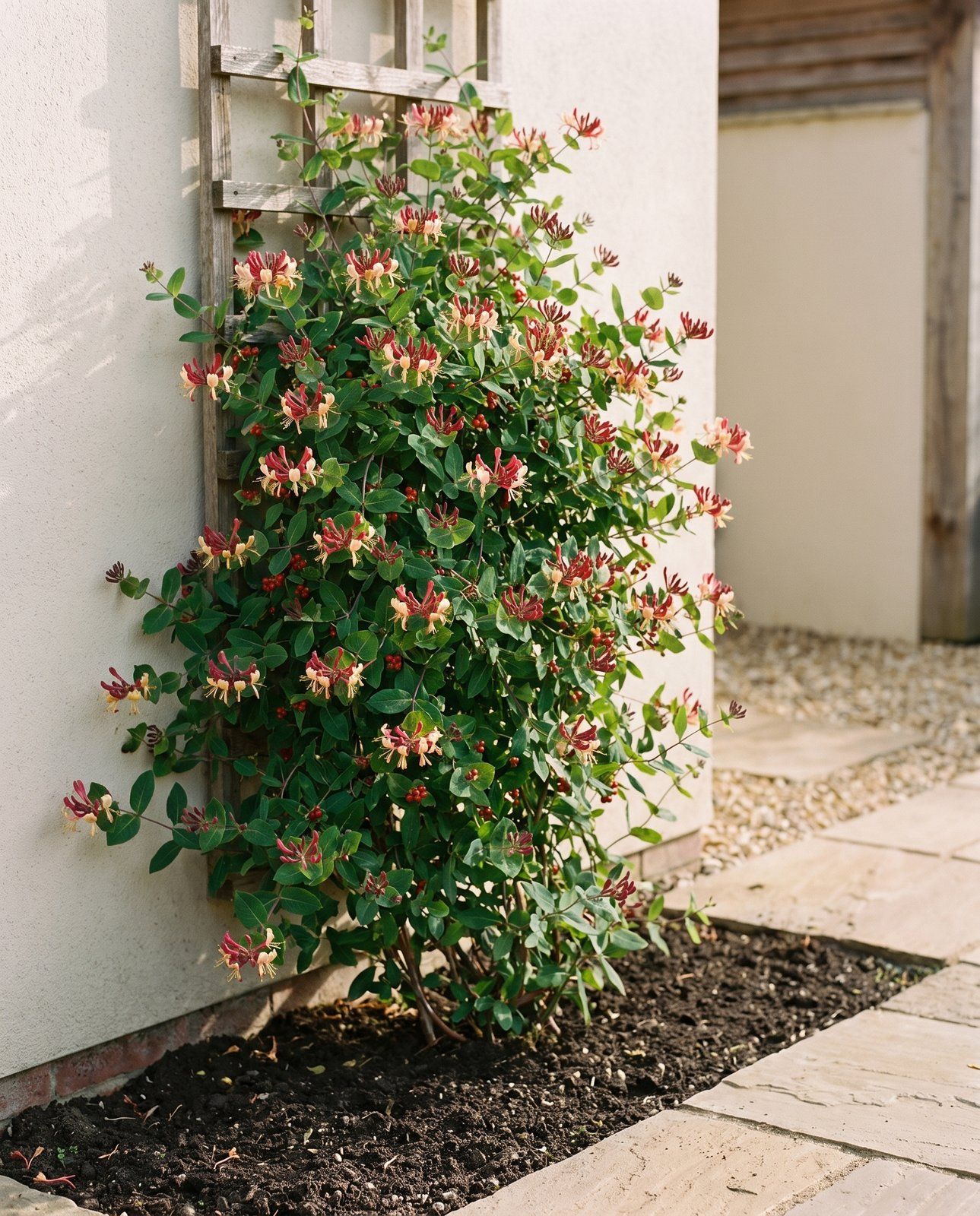 Lonicera Geißblatt Periclymenum Serotina