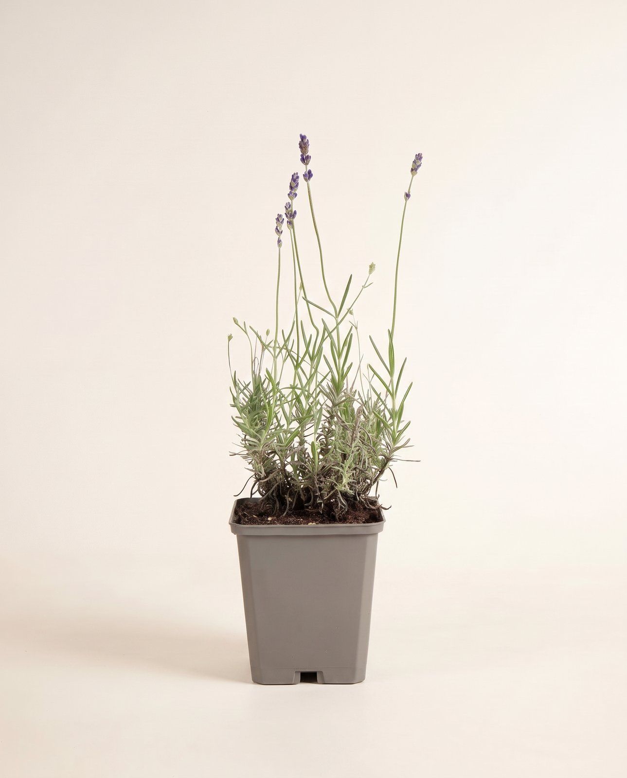Lavandula Lavande Angustifolia Hidcote