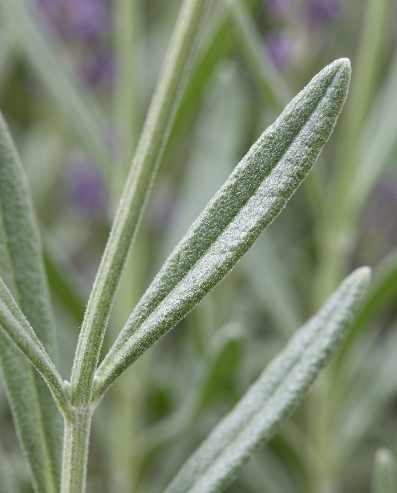 Lavandula Lavande Angustifolia Hidcote