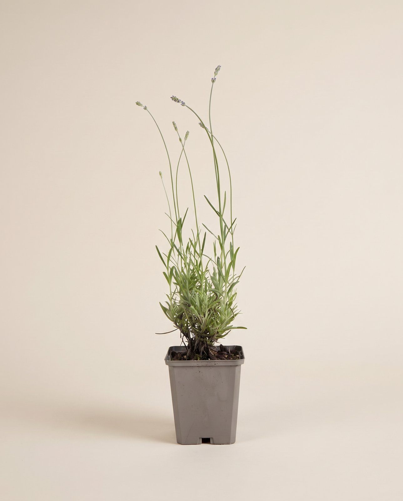Lavandula Lavendel Angustifolia Munstead