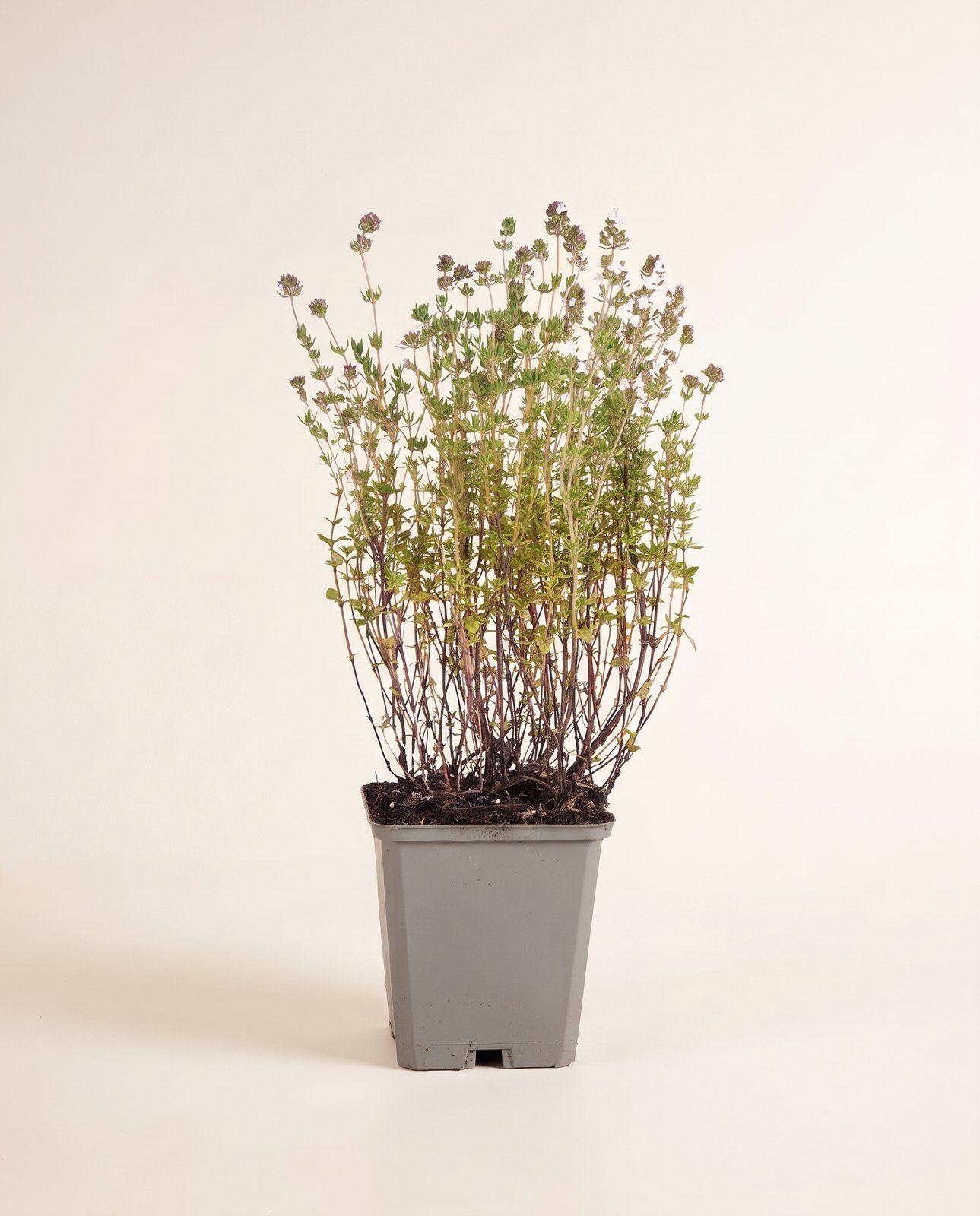 Thymus Thymian Vulgaris