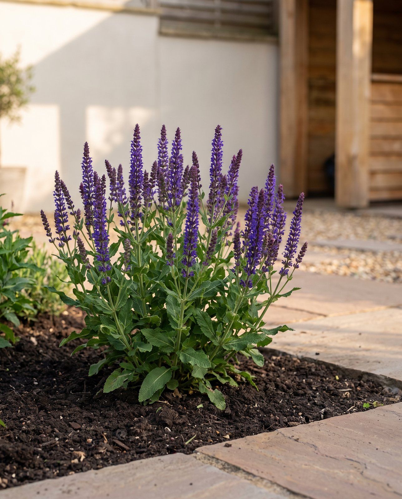 Salvia Salvia Nemorosa Ostfriesland