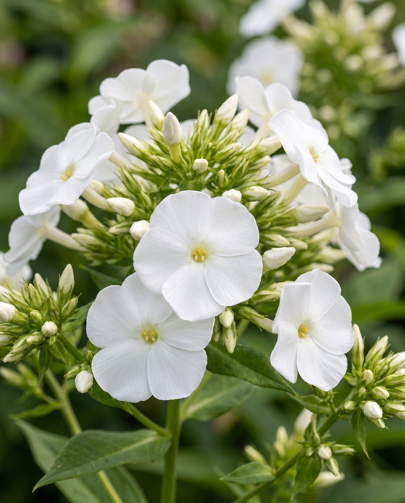 Phlox Flammenblume Paniculata David