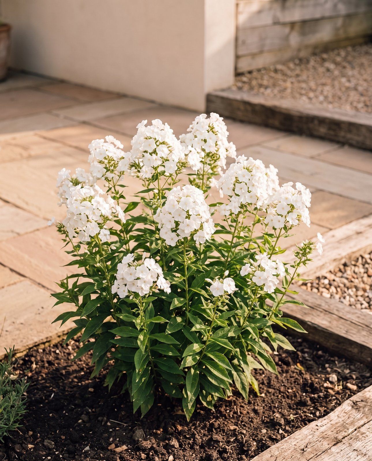 Phlox Flammenblume Paniculata David
