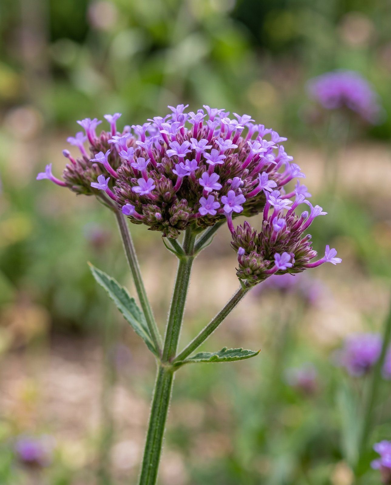 Verbena Purple Top Bonariensis