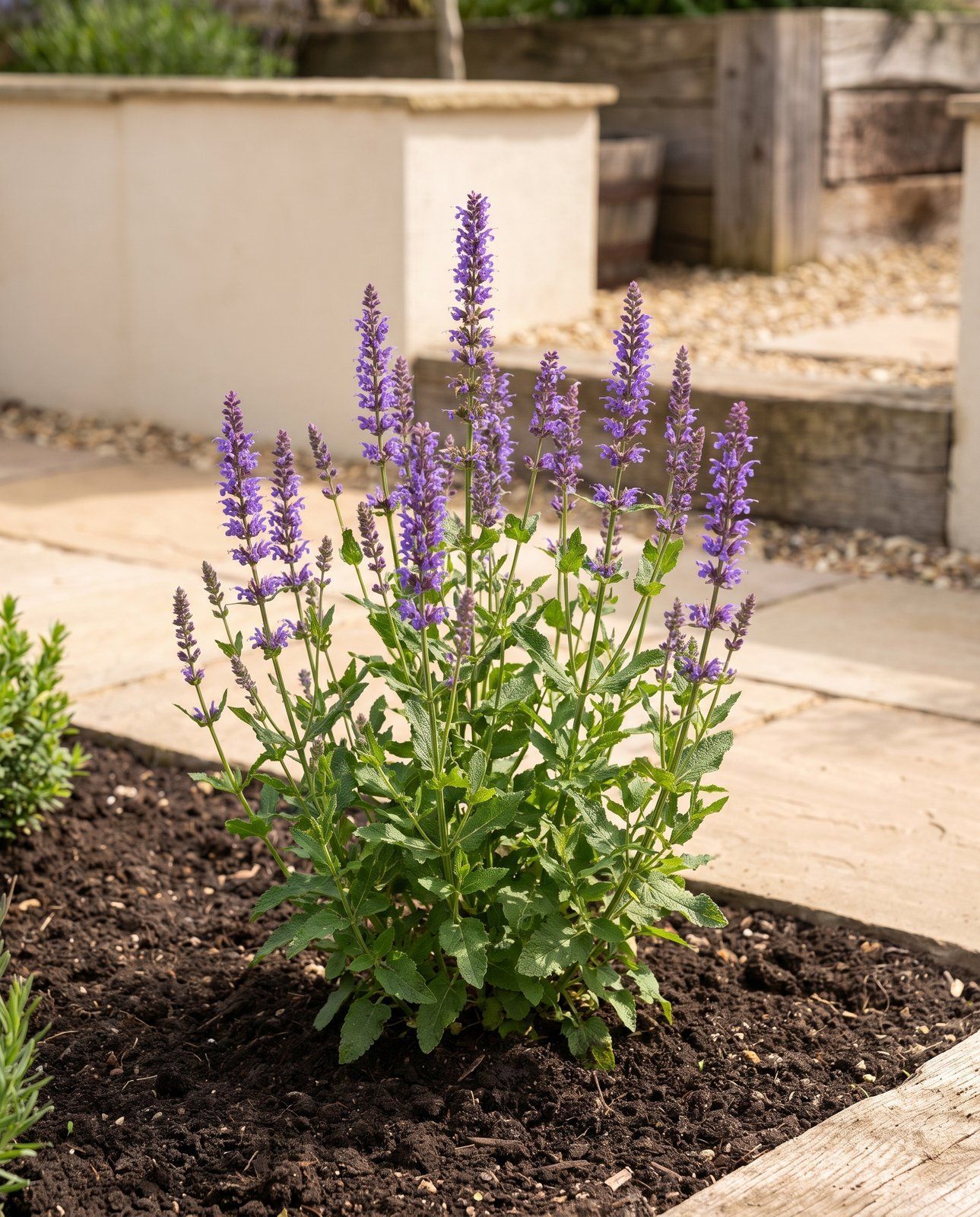 Agastache Giant Hyssop Blue Fortune