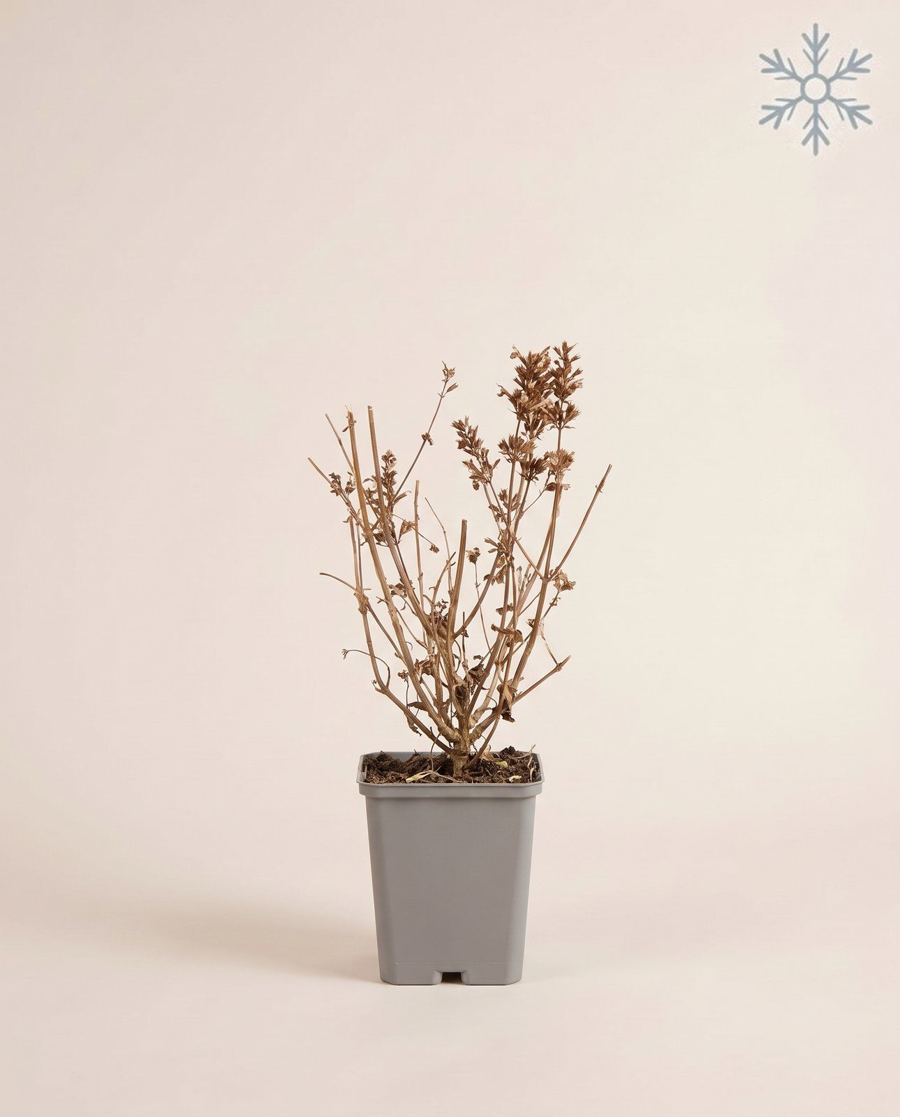Agastache Duftnessel Blue Fortune