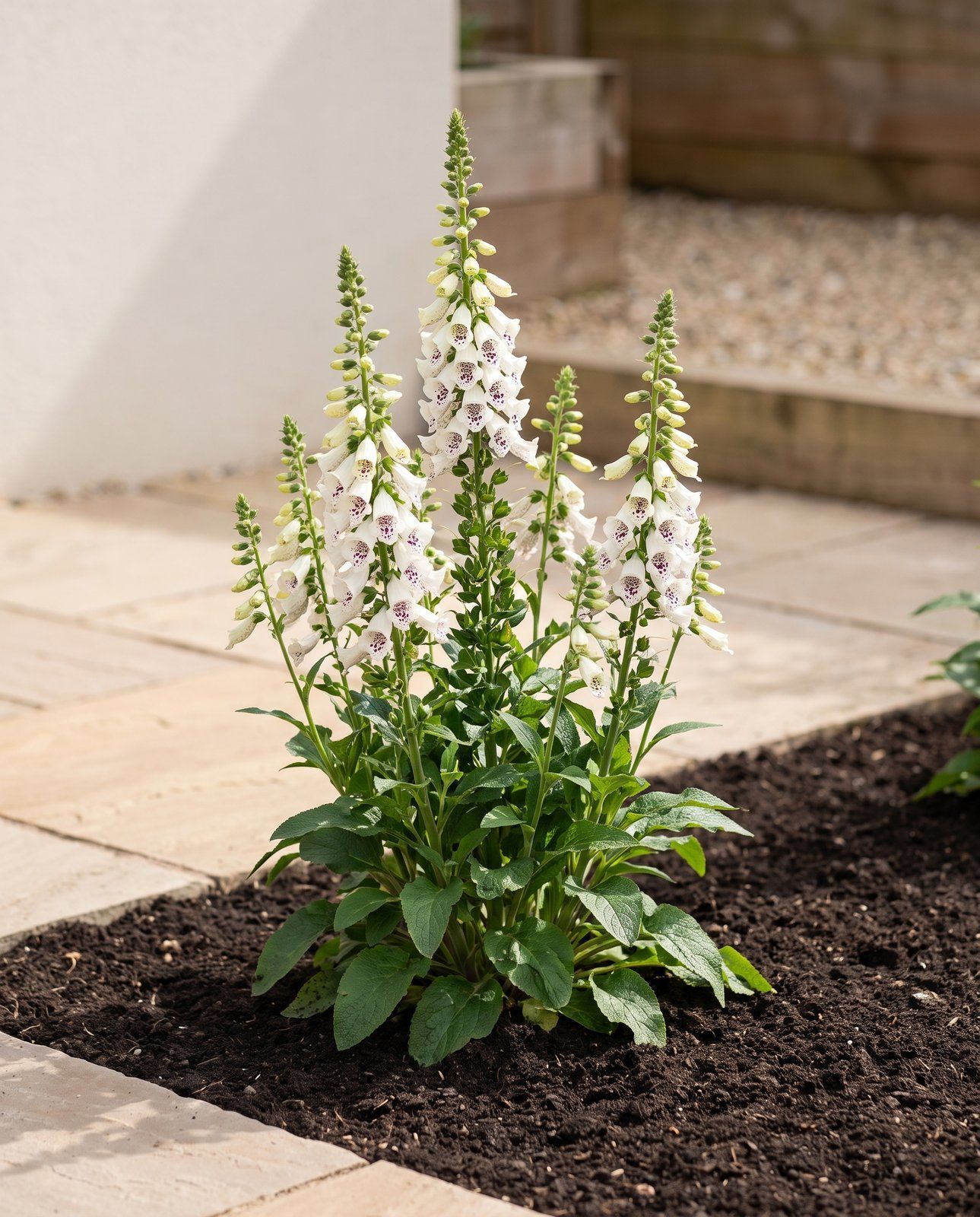 Digitalis Foxglove Dalmatian White