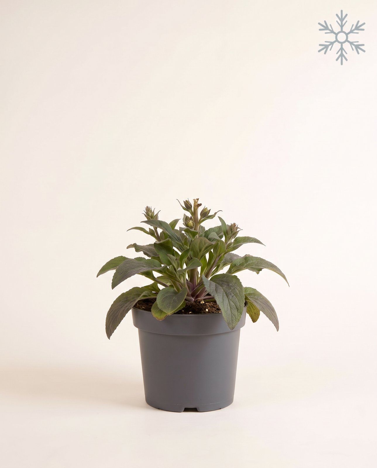 Digitalis Fingerhut Dalmatian White