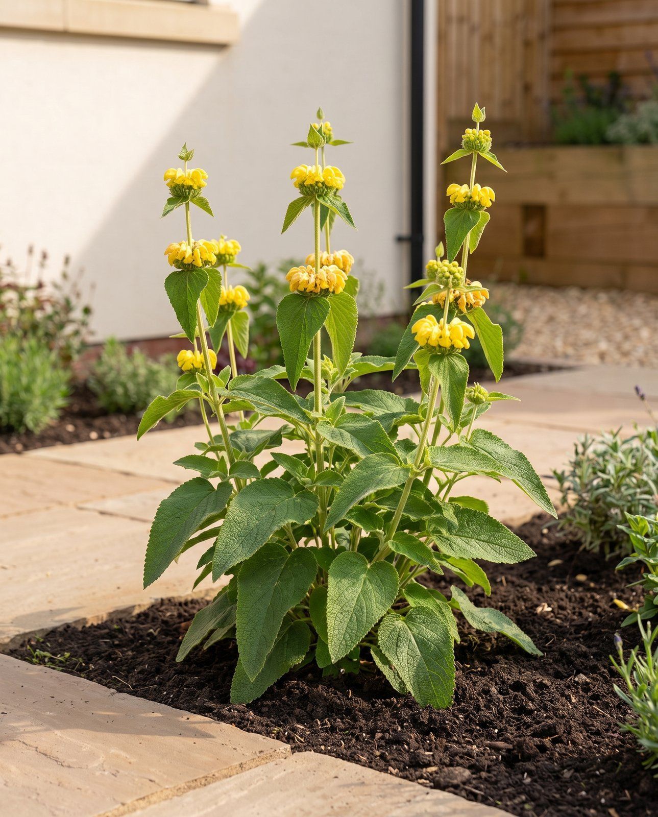 Phlomis Phlomis Russeliana