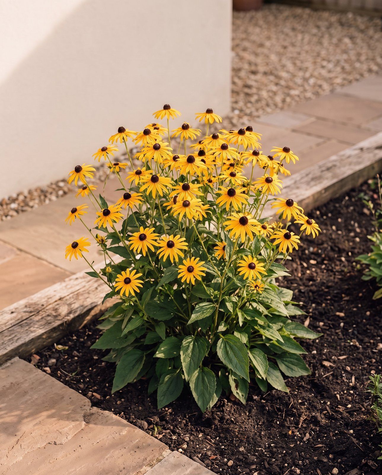 Rudbeckia Rudbeckia Fulgida Goldsturm