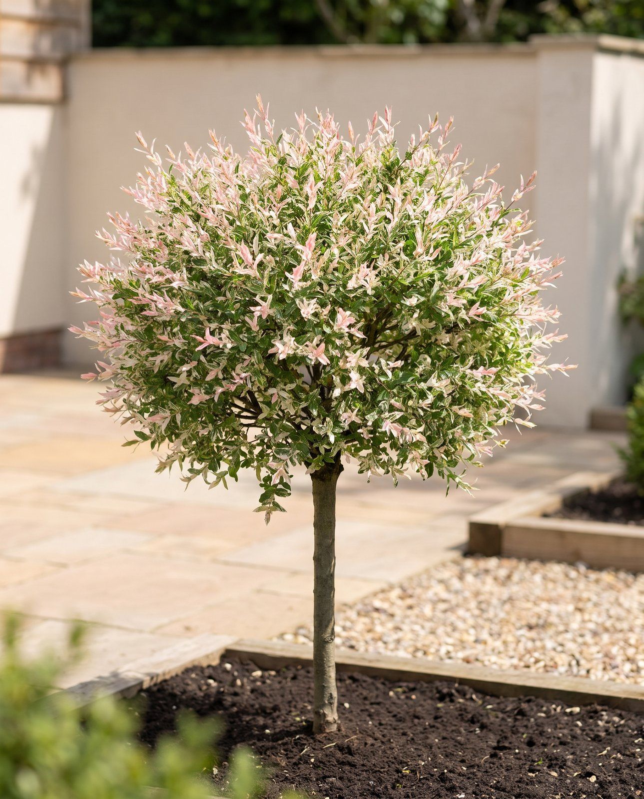 Salix Salice giapponese Flamingo Stam