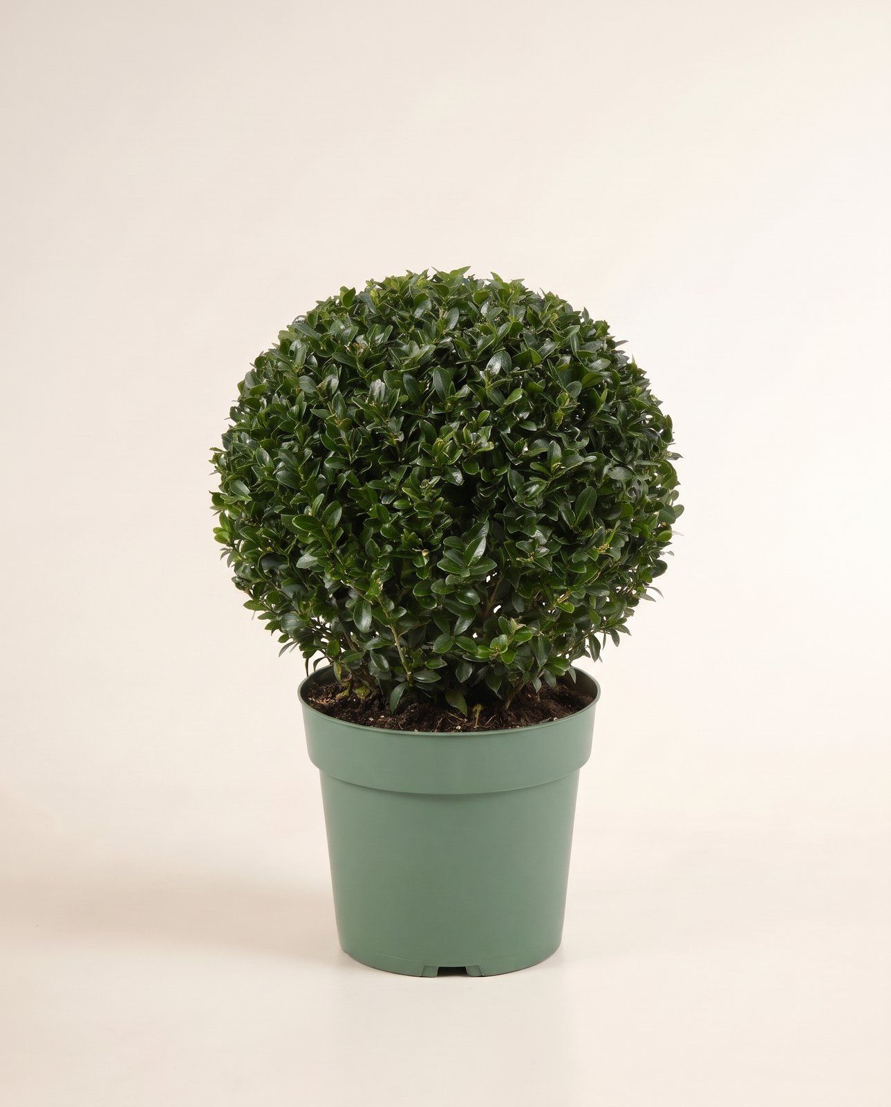 Ilex Japanische Stechpalme Crenata Jenny Ball