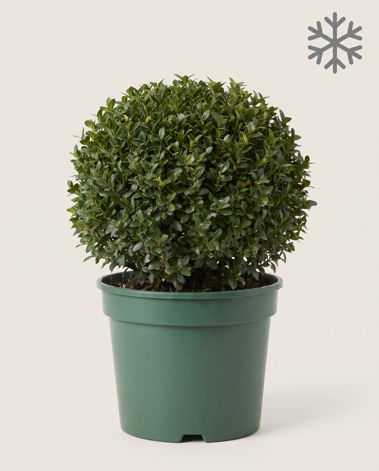 Ilex Japanische Stechpalme Crenata Jenny Ball