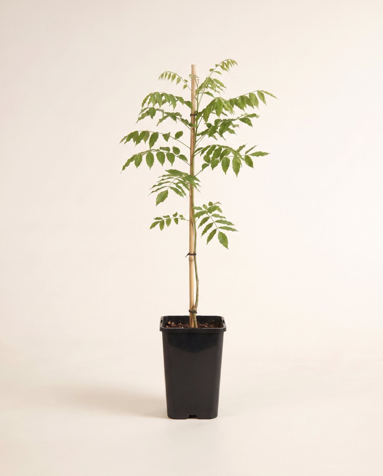 Wisteria Blauregen Alba