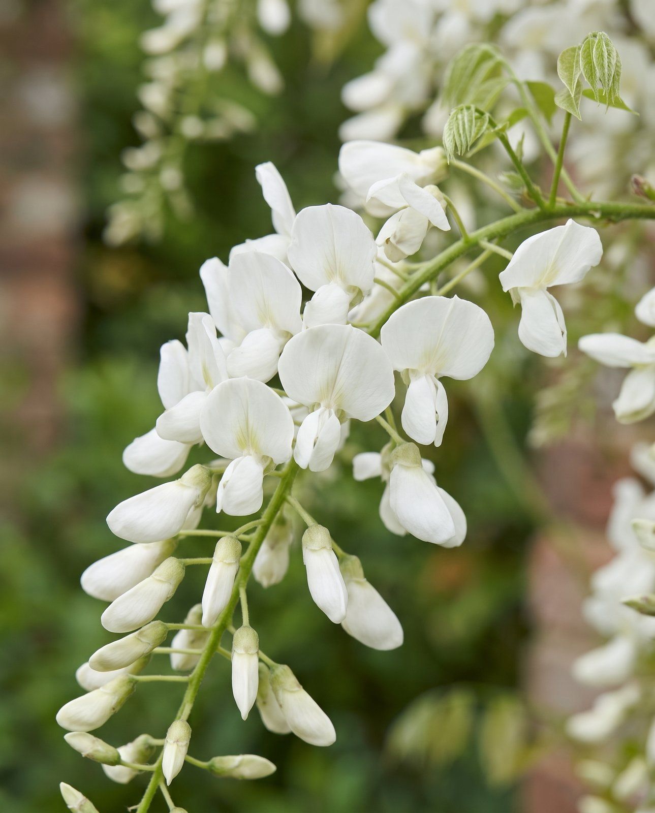 Wisteria Blauregen Alba
