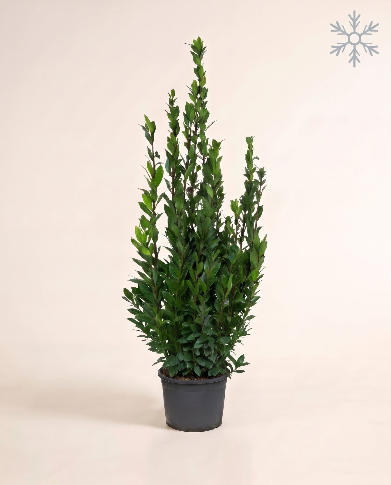 Laurus Lorbeer Nobilis