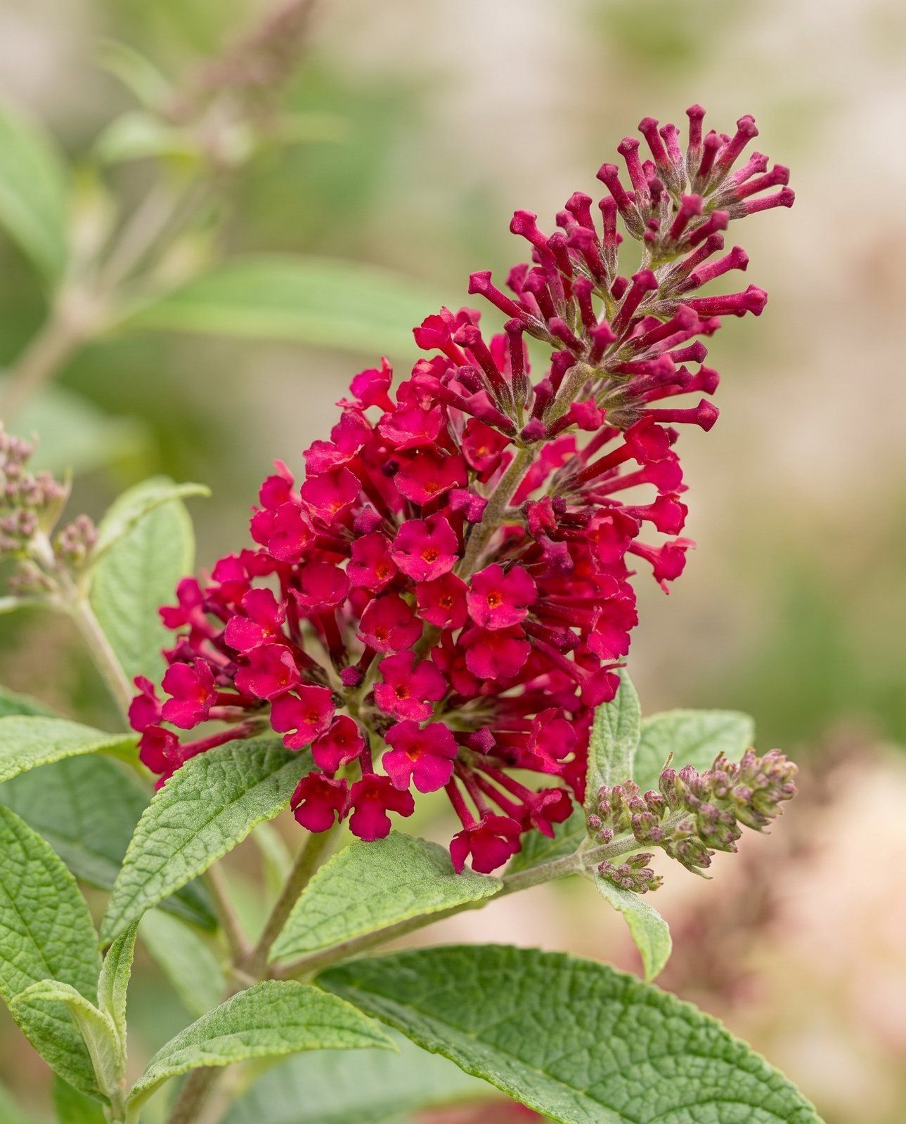 Buddleja Schmetterlingsflieder Butterfly Candy Little Ruby