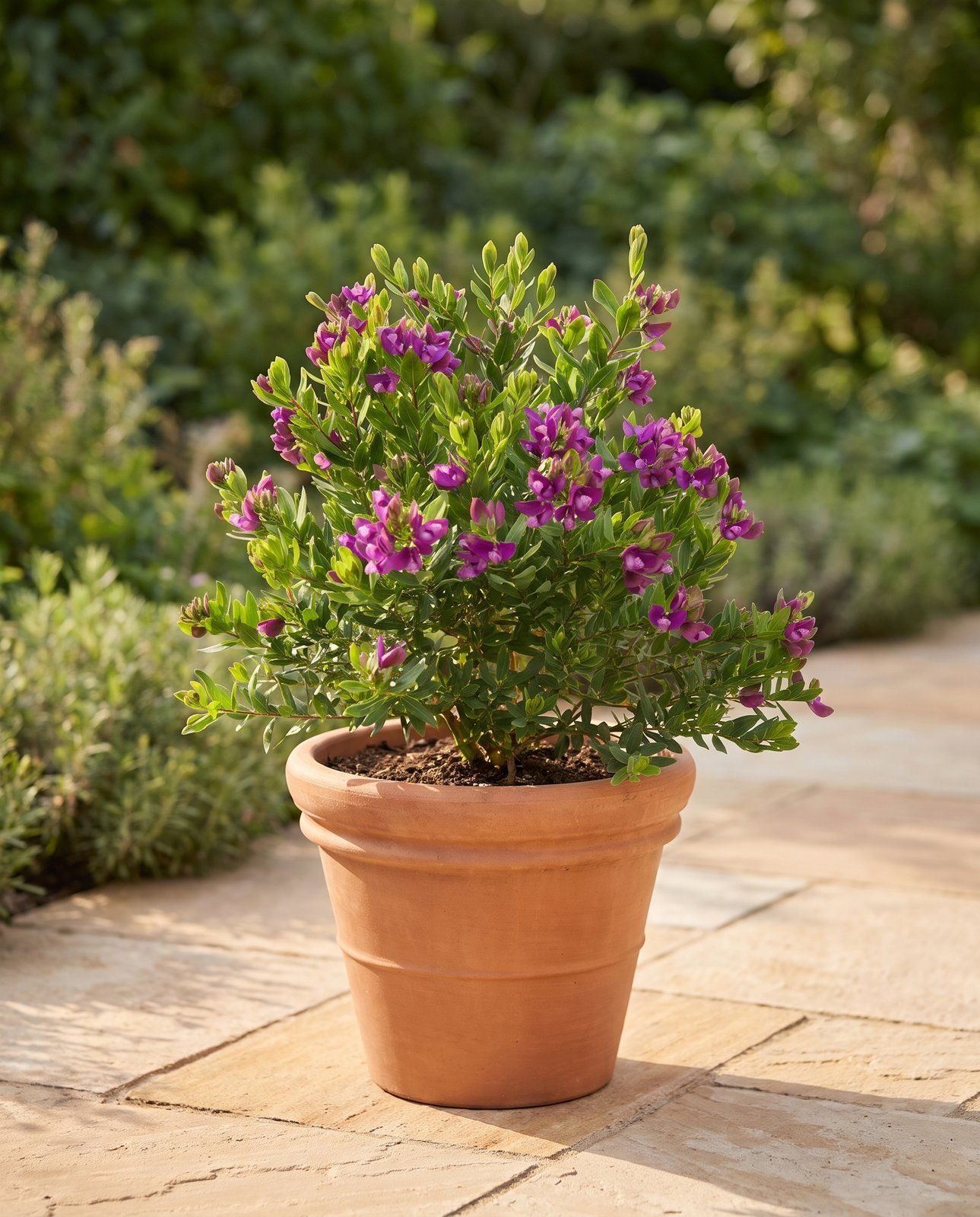 Polygala Vleugelbloem Myrtifolia