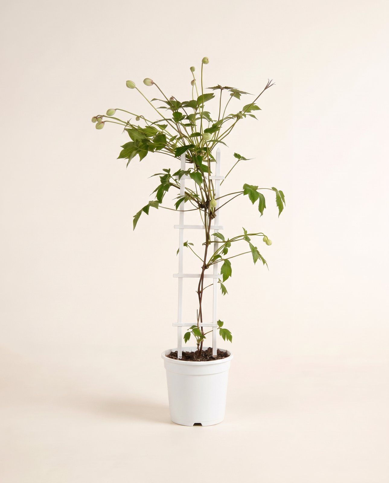 Clematis Waldrebe Tetrarose