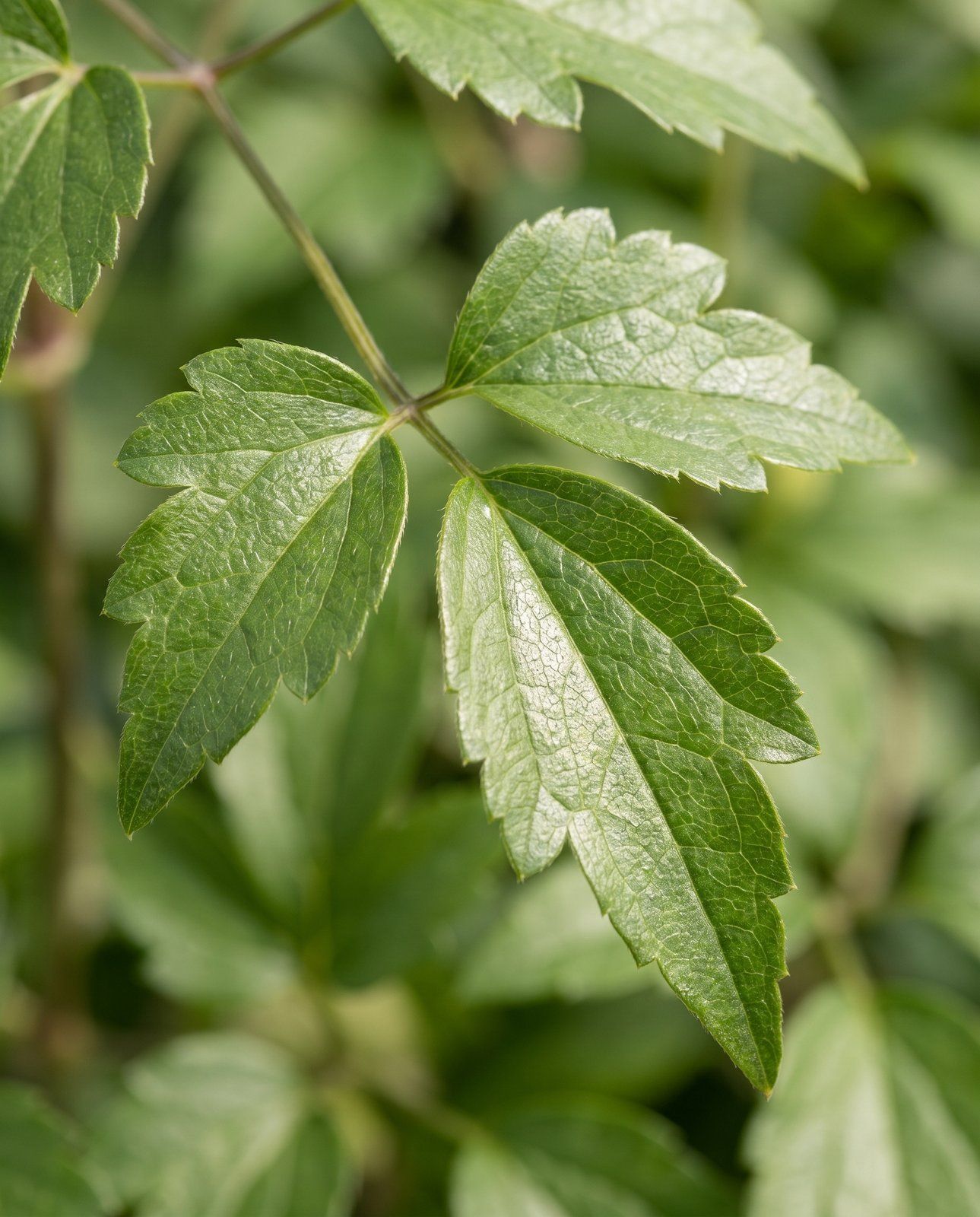 Clematis Waldrebe Tetrarose