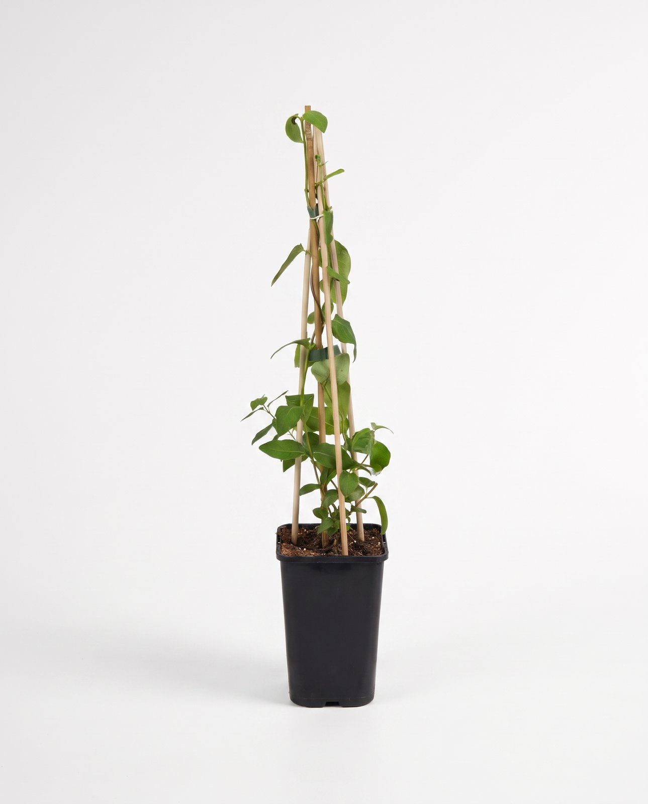 Lonicera Caprifoglio giapponese Japonica Halliana