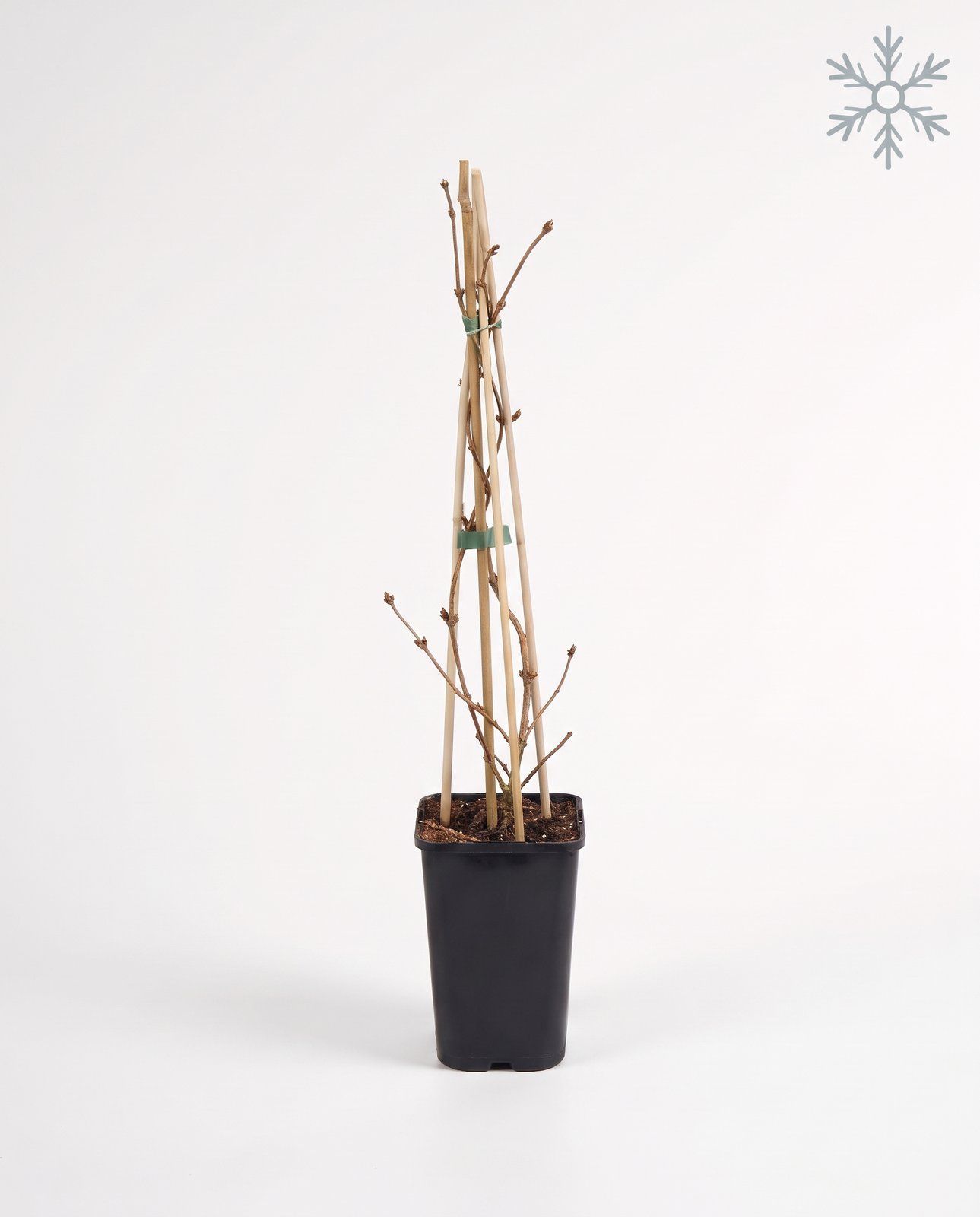 Lonicera Caprifoglio giapponese Japonica Halliana