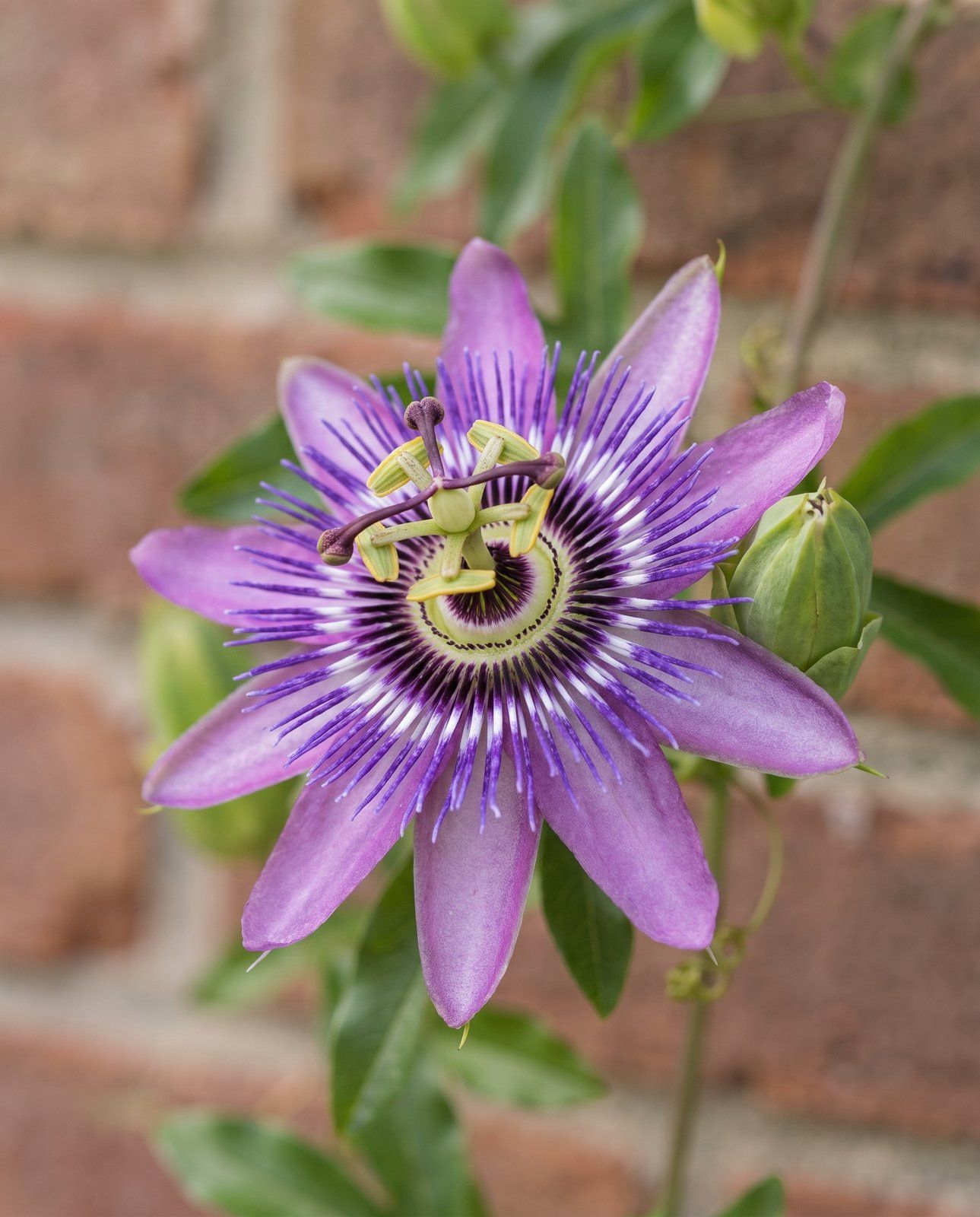 Passiflora Passiflora Purple Haze