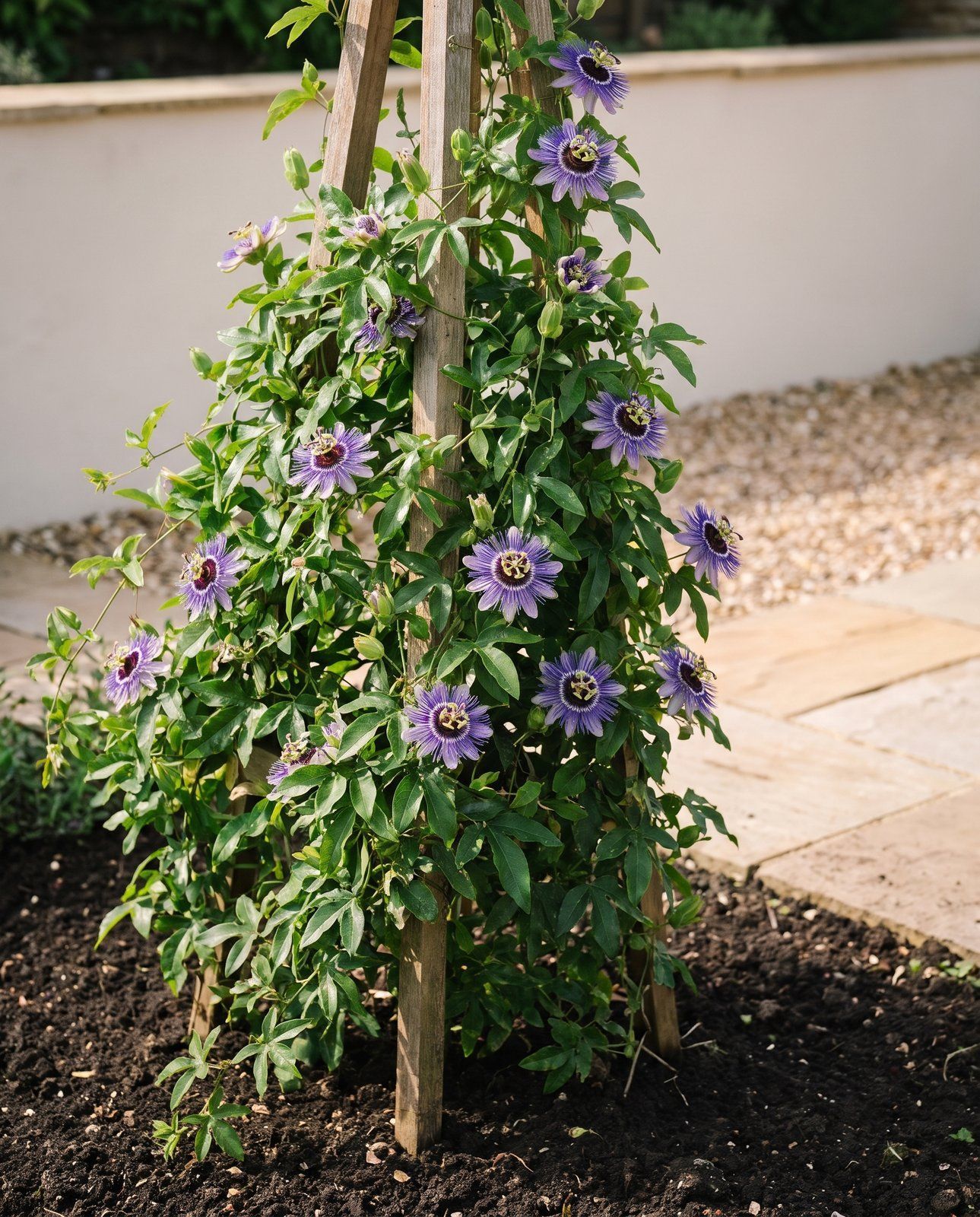 Passiflora Passiflora Purple Haze