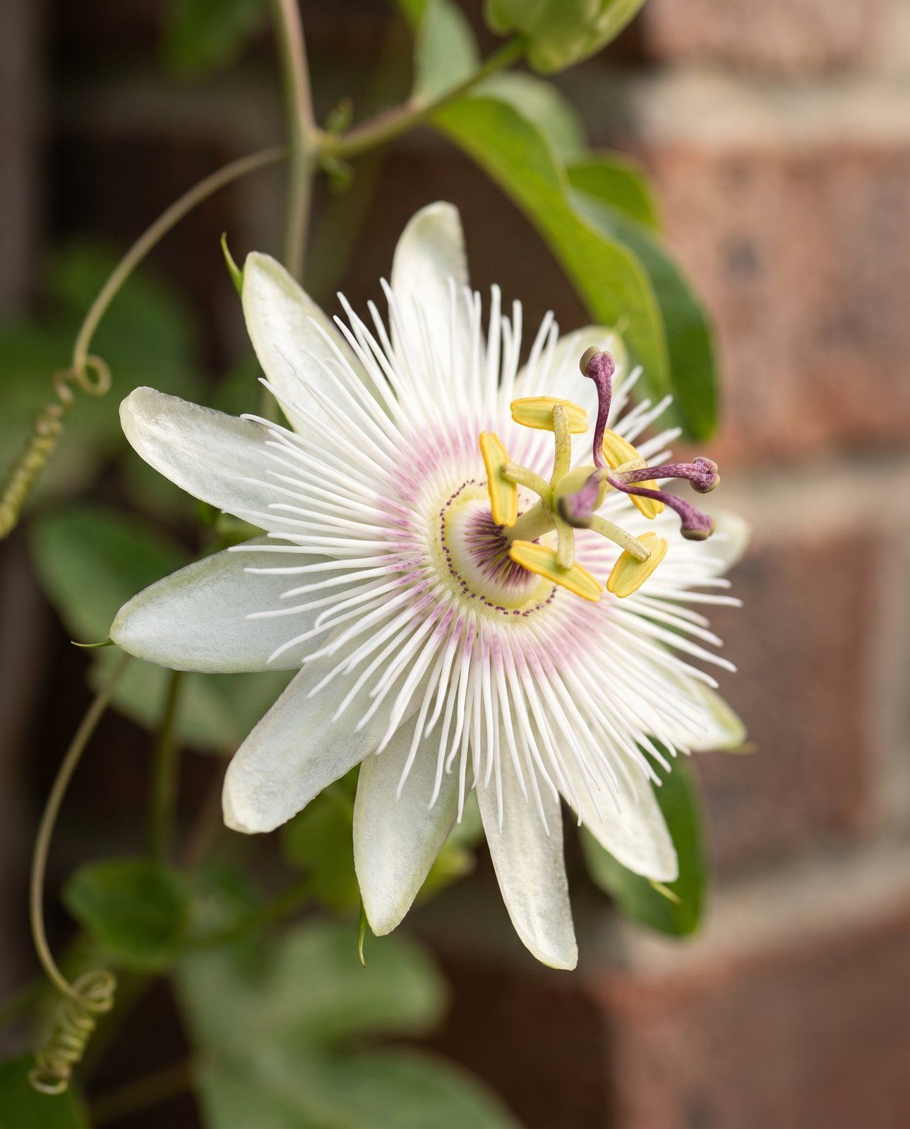 Passiflora Passiflora Constance Elli