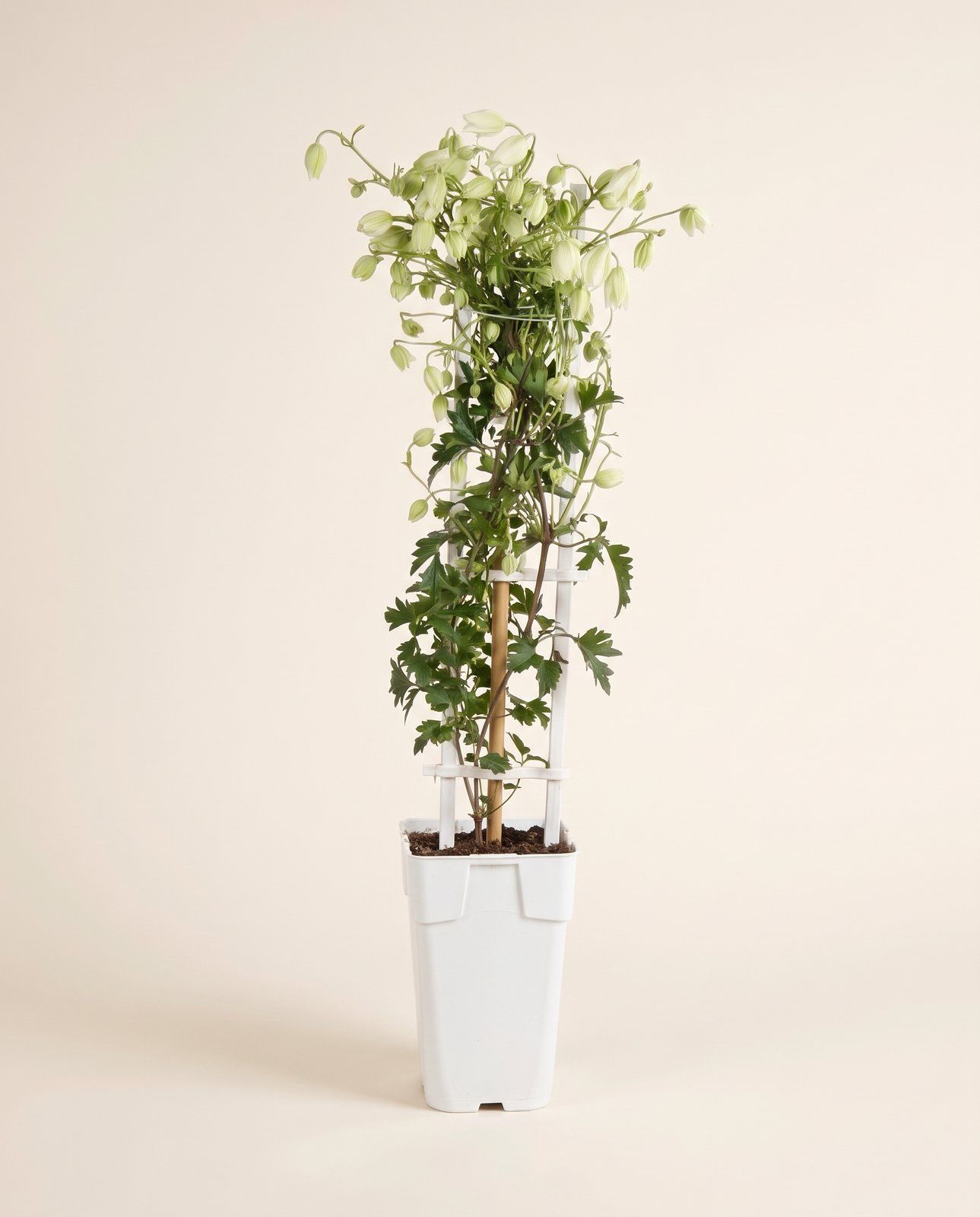 Clematis Clematide Avalanche