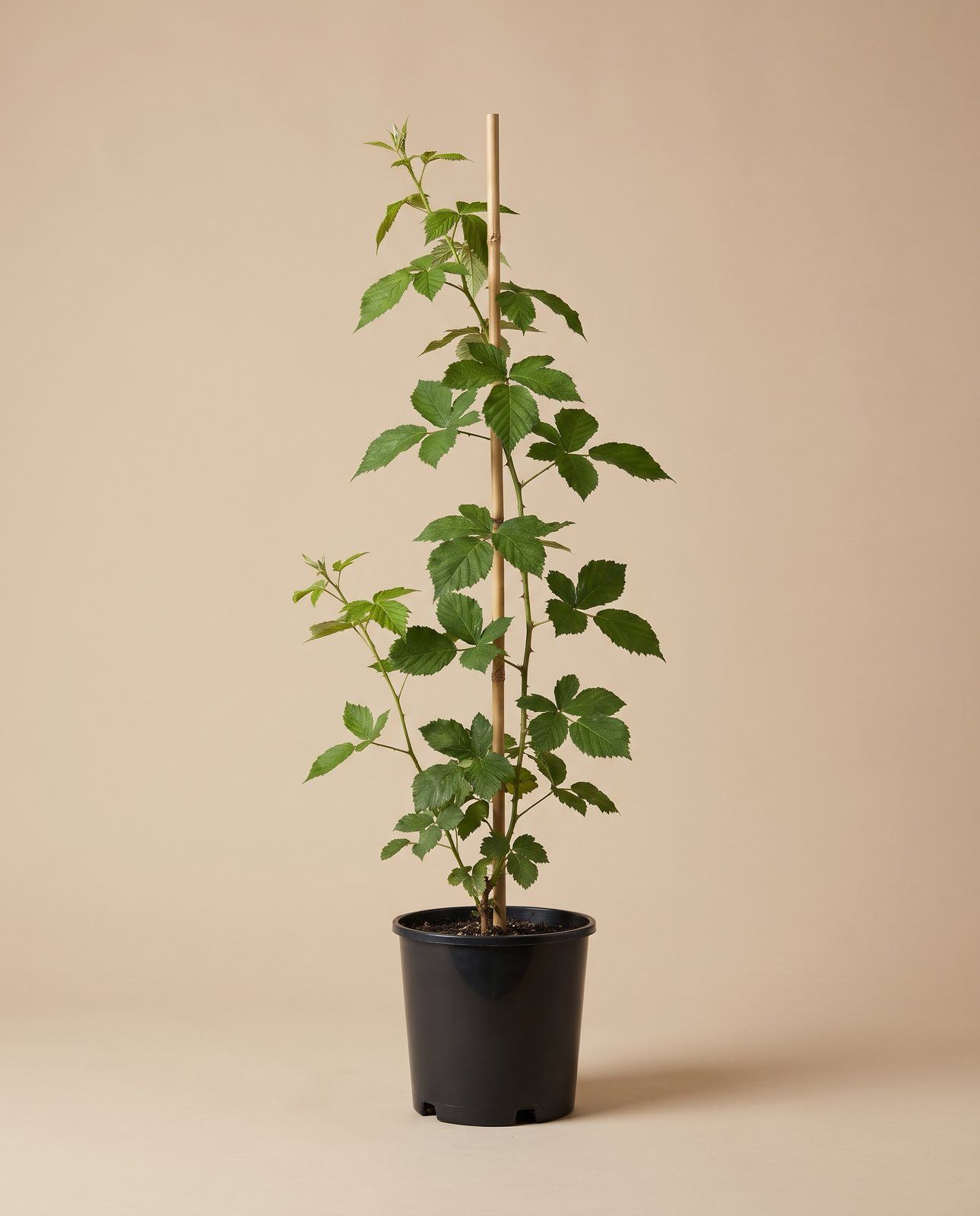 Rubus Brombeere dornenlos Fruticosus thornfree