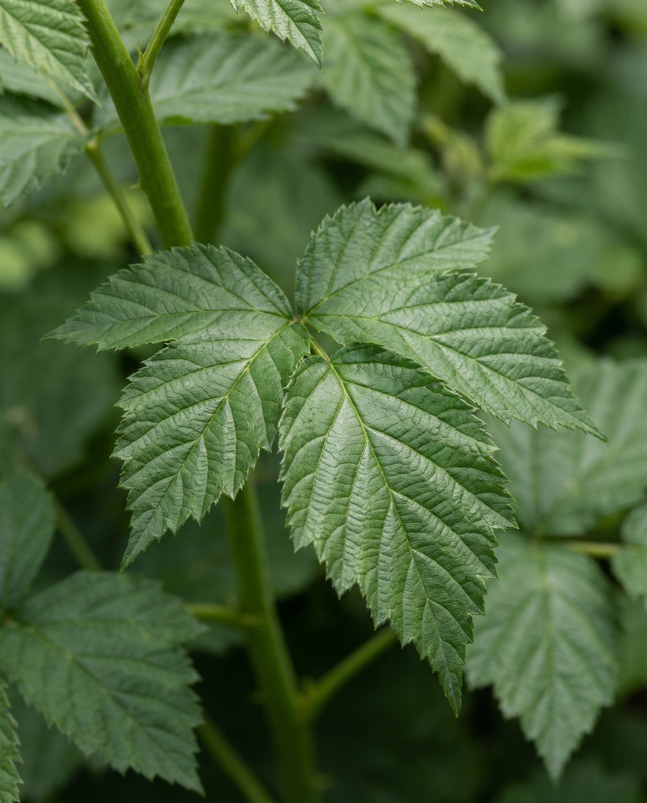 Rubus Brombeere dornenlos Fruticosus thornfree
