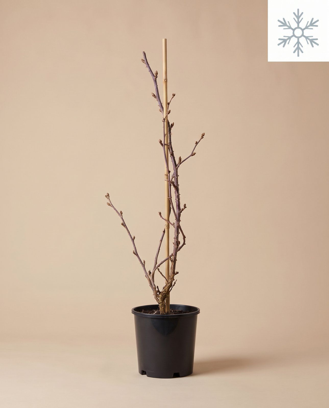 Rubus Brombeere dornenlos Fruticosus thornfree