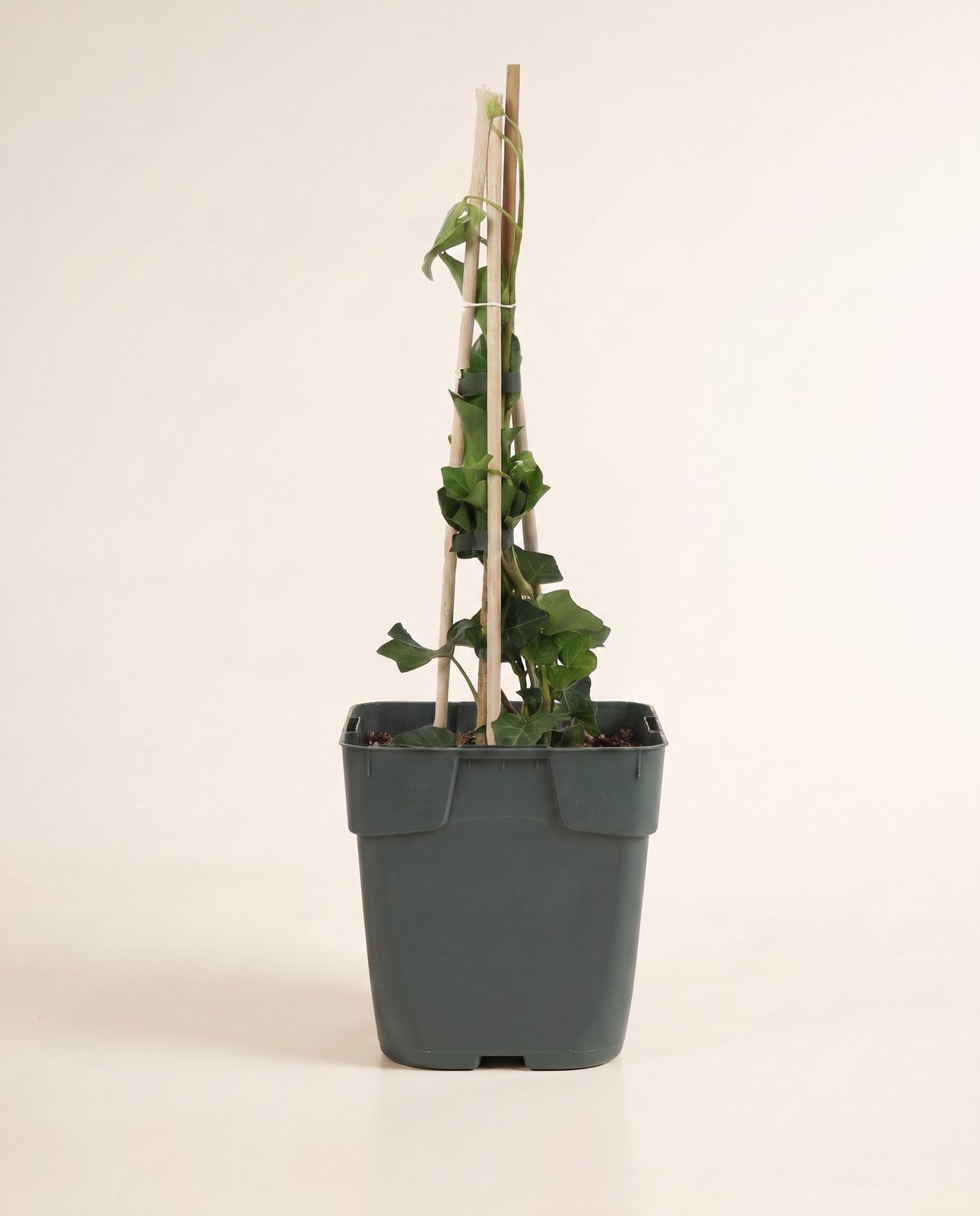 Hedera Efeu Hibernica