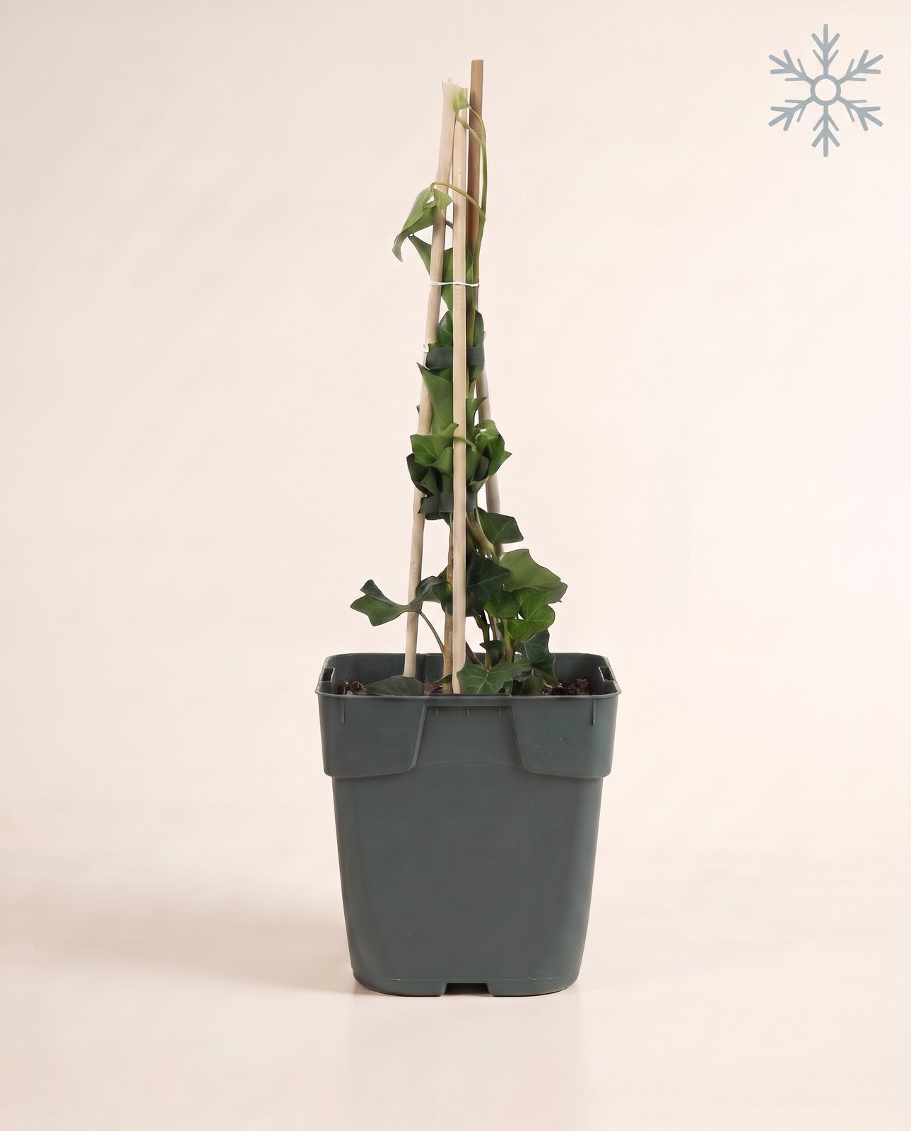 Hedera Efeu Hibernica
