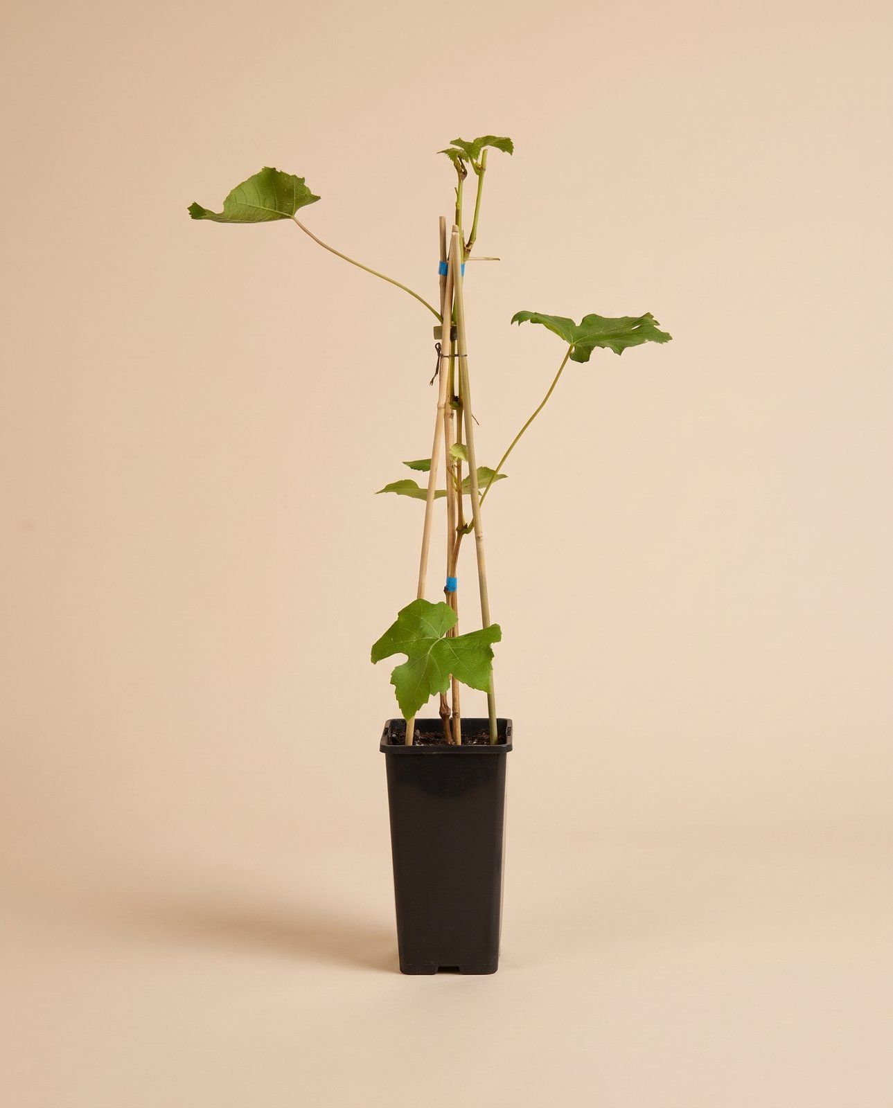 Vitis Weinrebe Boskoop Glory