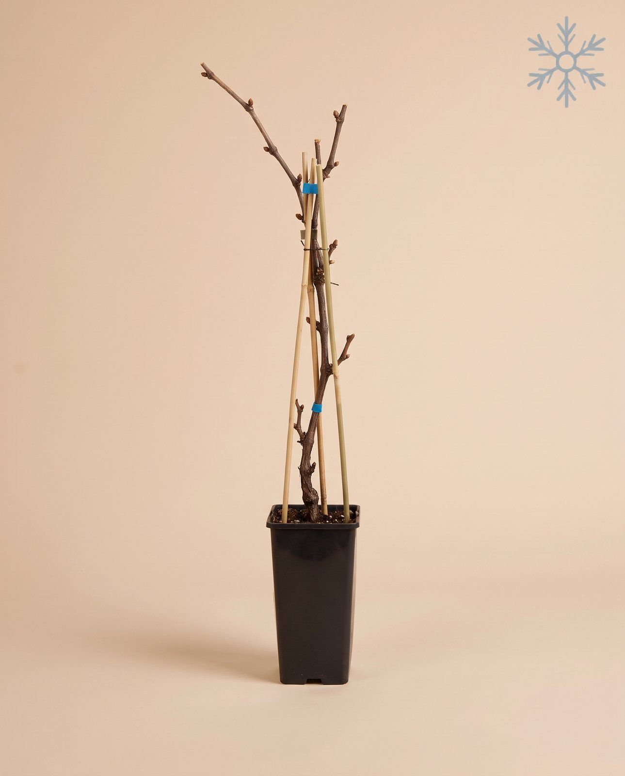 Vitis Weinrebe Boskoop Glory