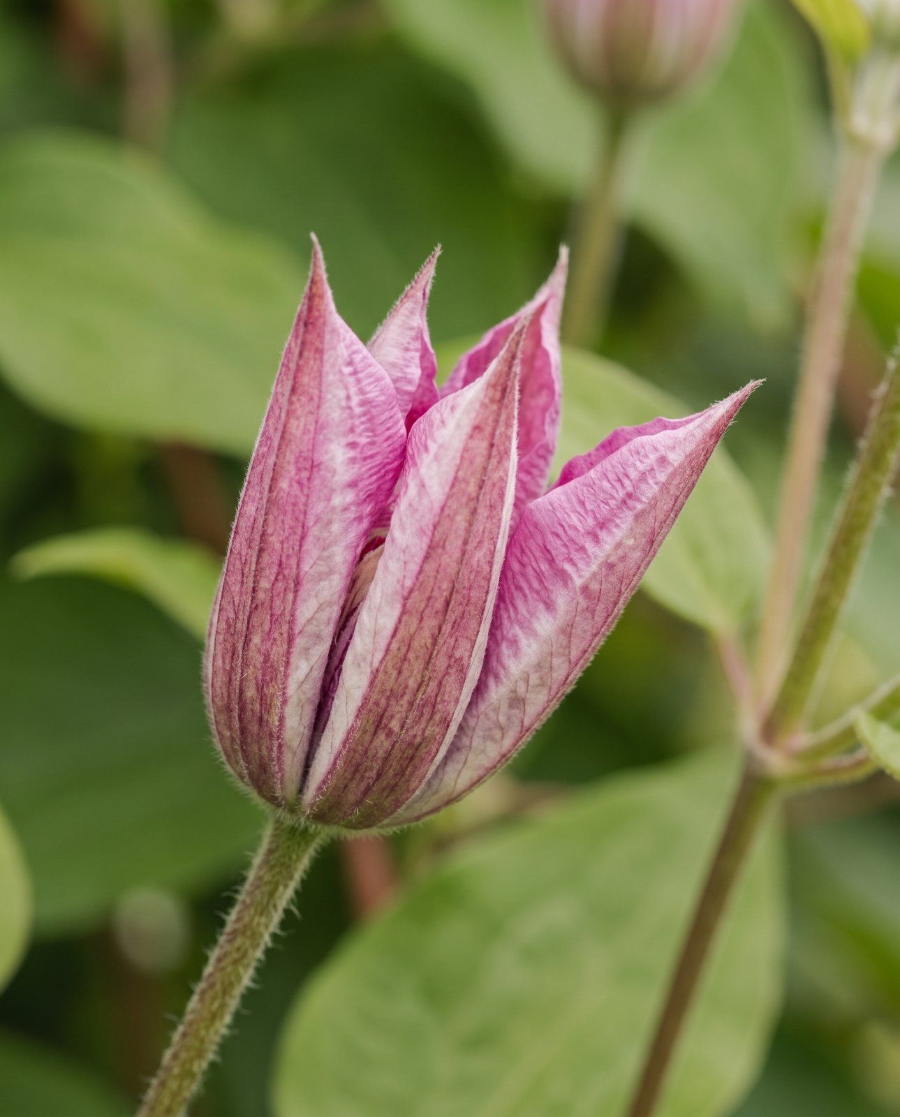 Clematis Waldrebe Hagley Hybrid