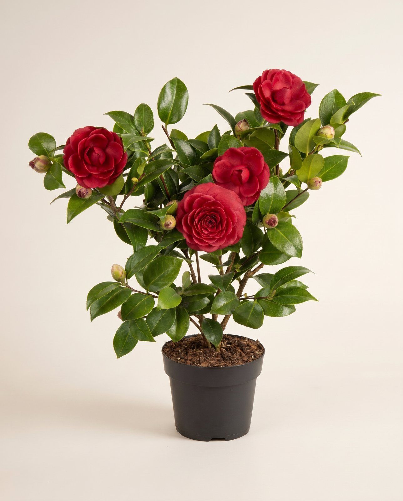 Camellia Japanese Camellia Japonica Black Lace