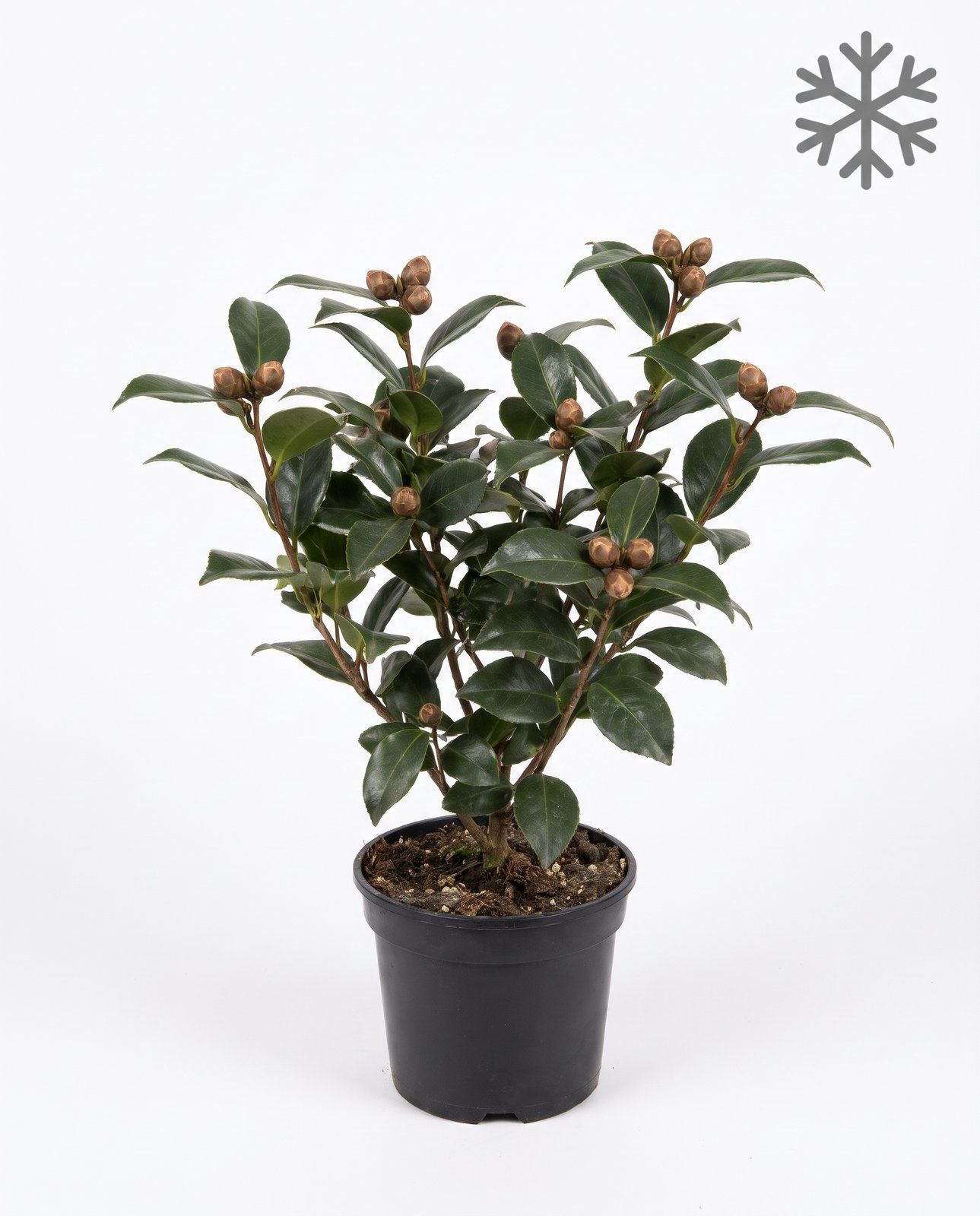 Camellia Japanese Camellia Japonica Black Lace