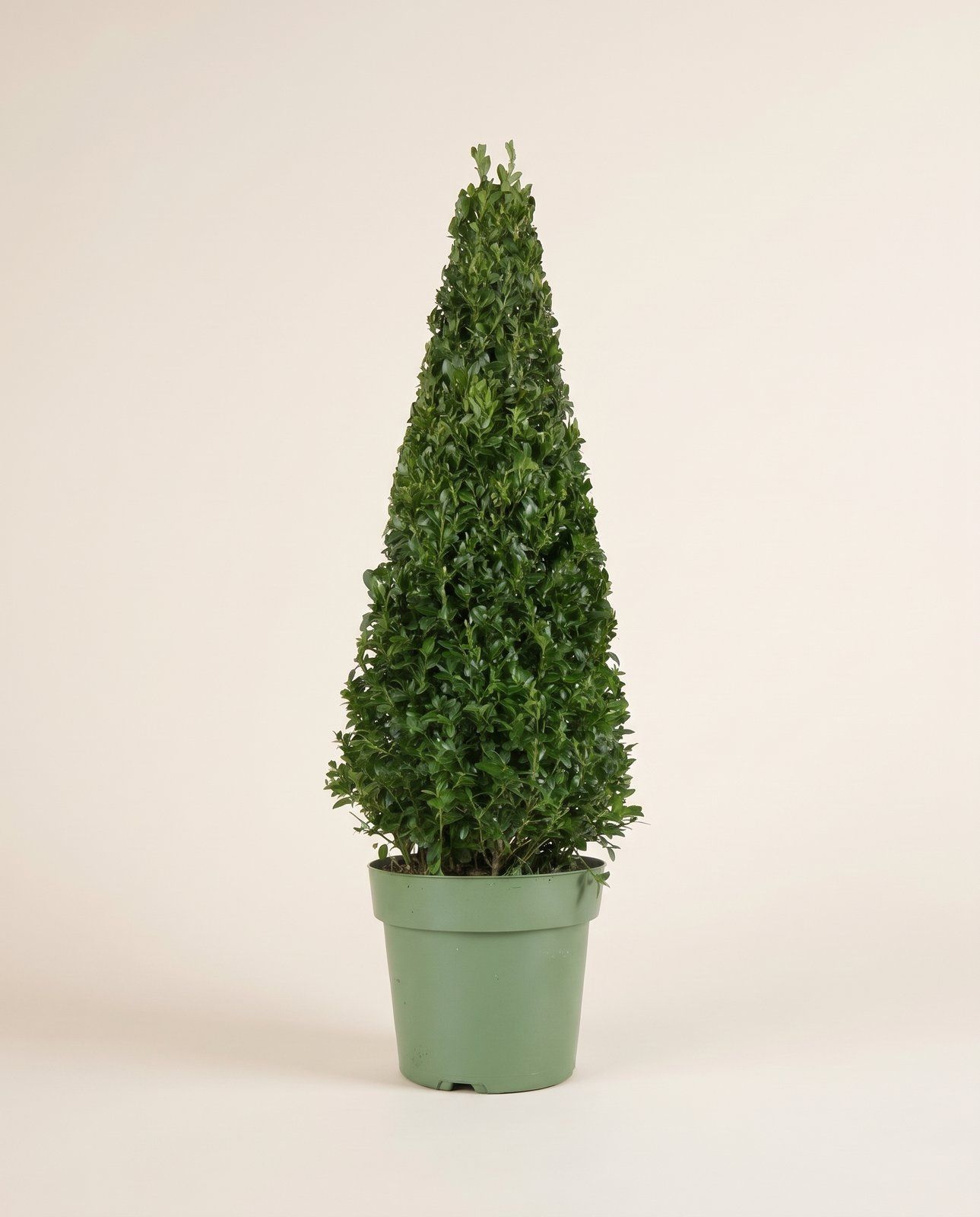 Ilex Agrifoglio Jenny (pyramide)